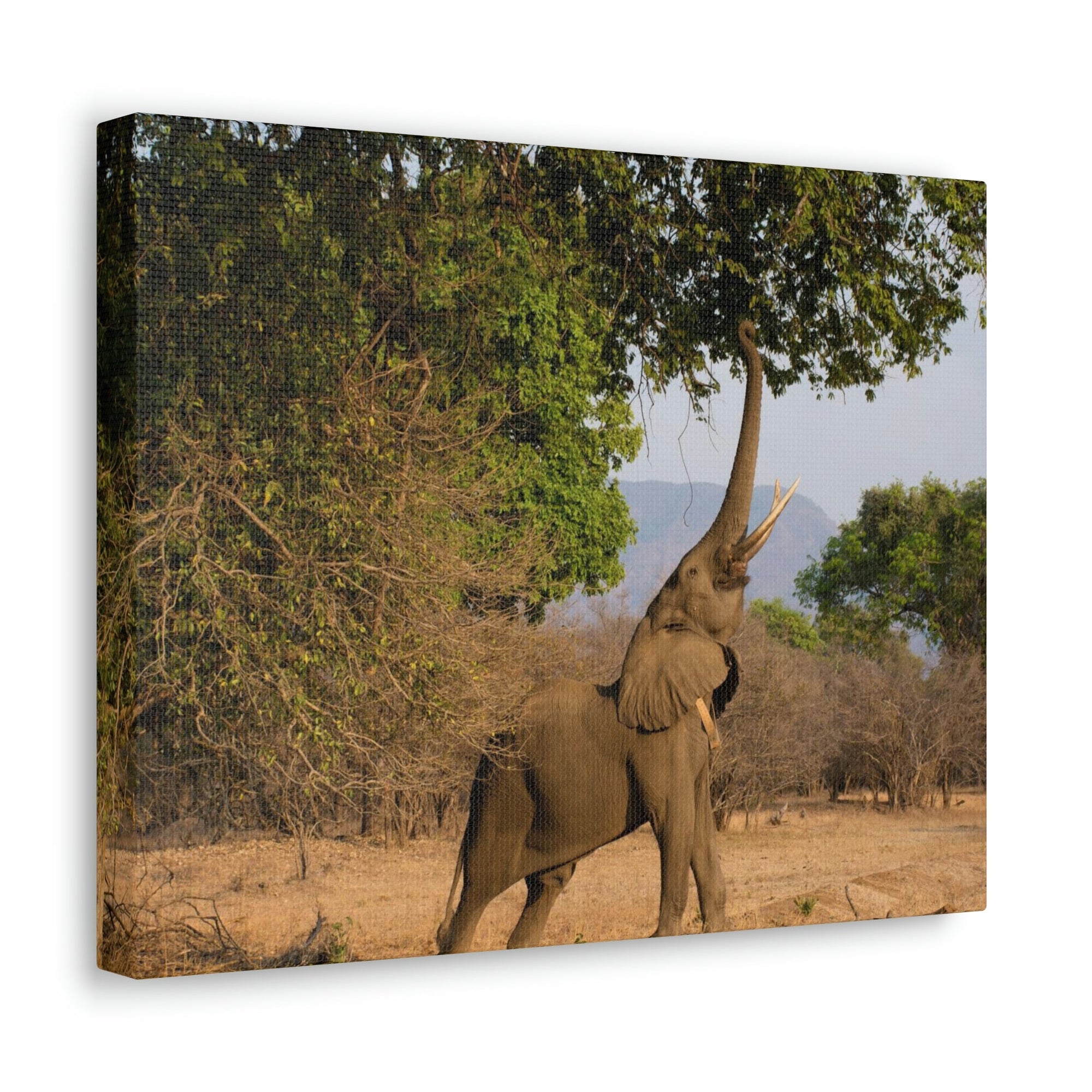 African Elephant Reaching Food Using Trunk Hungry African Elephant Outdoor Wall Art Ready to Hang Unframed-Express Your Love Gifts