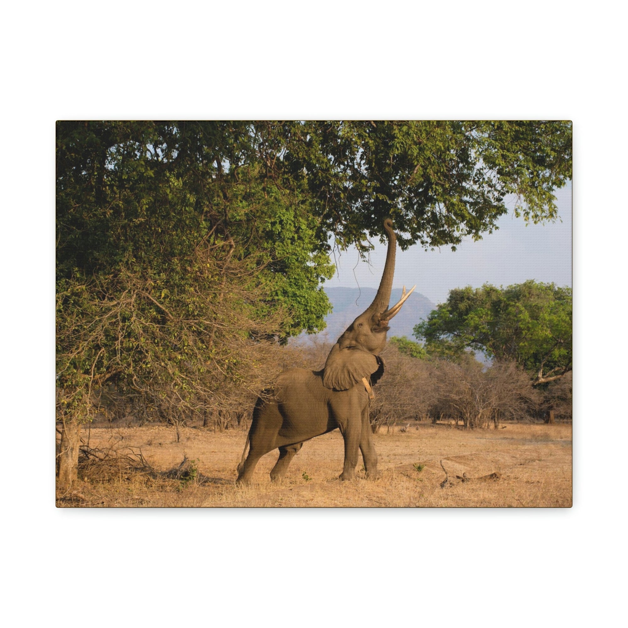 African Elephant Reaching Food Using Trunk Hungry African Elephant Outdoor Wall Art Ready to Hang Unframed-Express Your Love Gifts