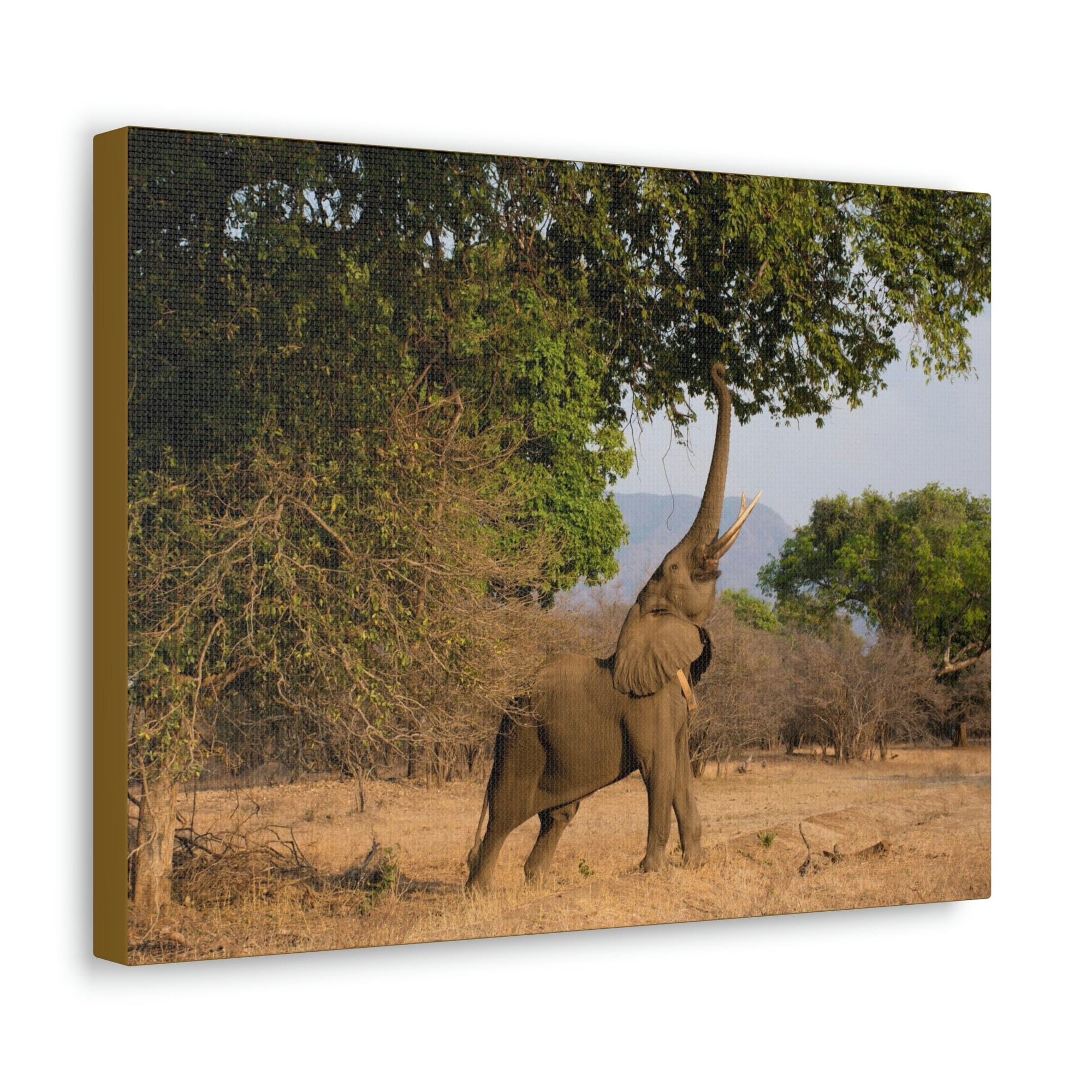 African Elephant Reaching Food Using Trunk Hungry African Elephant Outdoor Wall Art Ready to Hang Unframed-Express Your Love Gifts