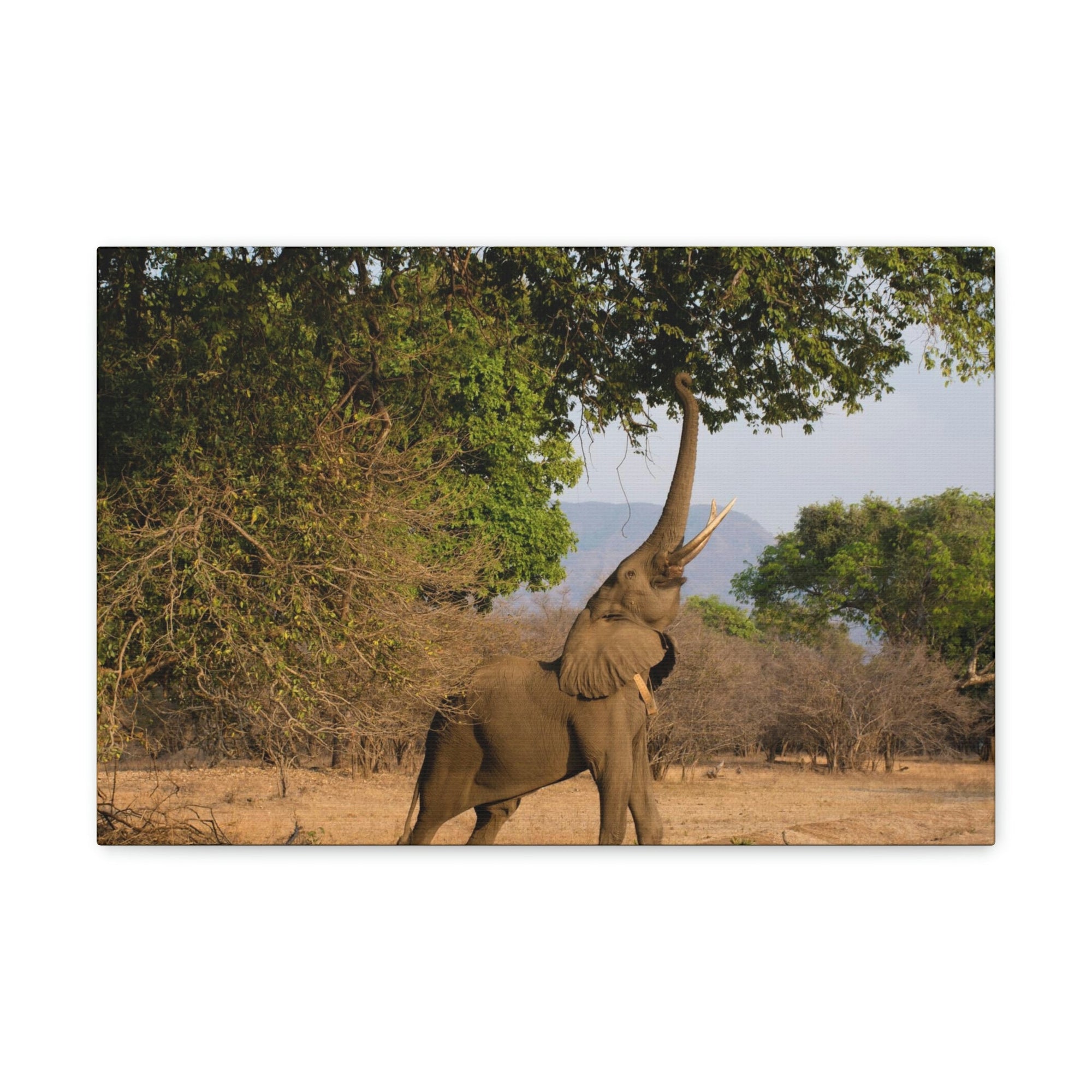 African Elephant Reaching Food Using Trunk Hungry African Elephant Outdoor Wall Art Ready to Hang Unframed-Express Your Love Gifts