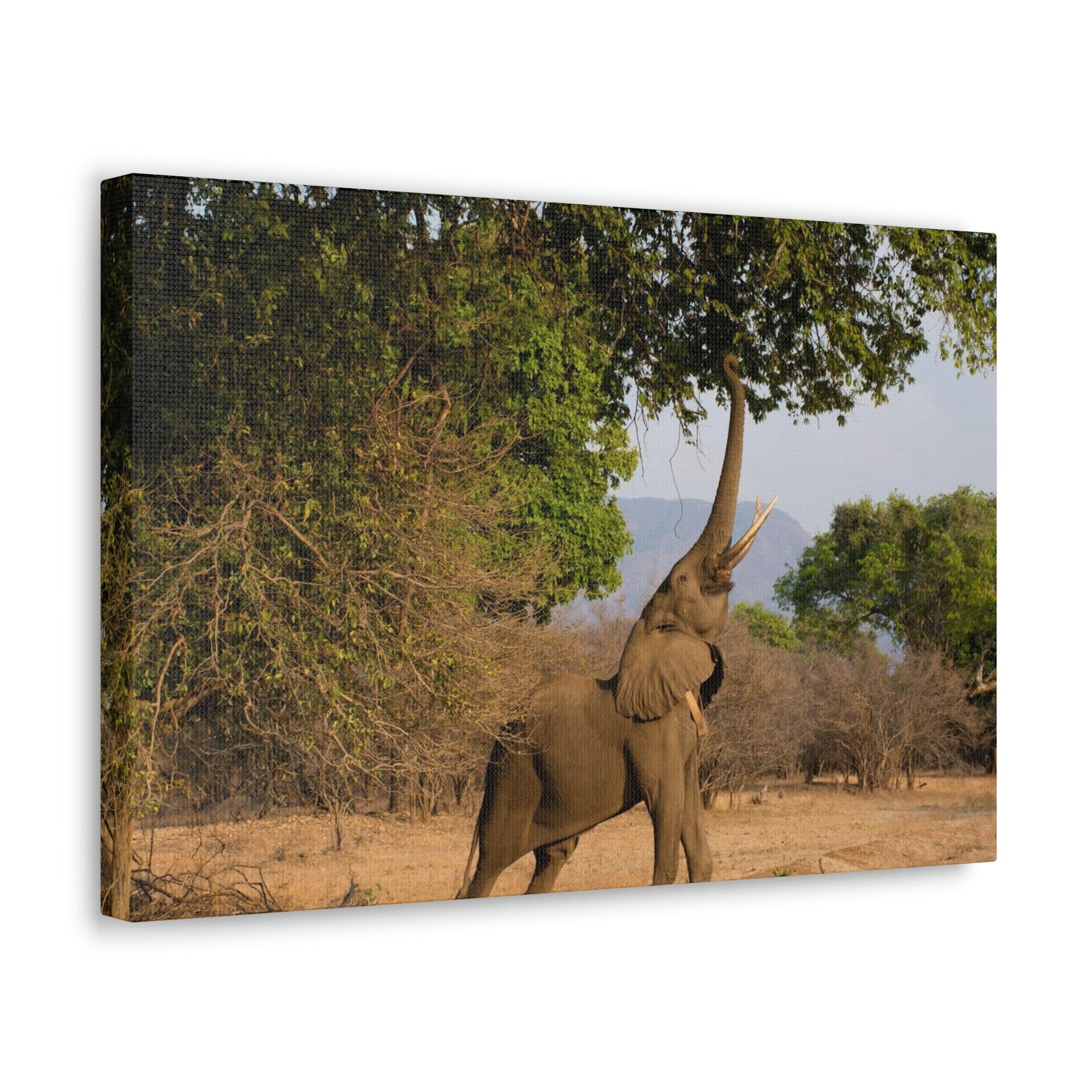 African Elephant Reaching Food Using Trunk Hungry African Elephant Outdoor Wall Art Ready to Hang Unframed-Express Your Love Gifts