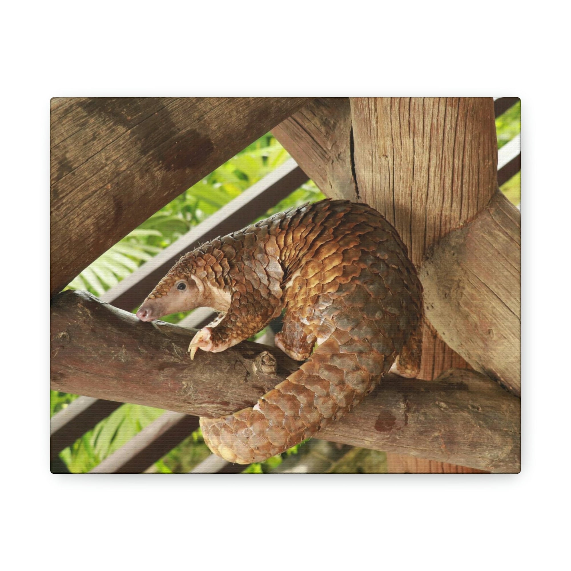 African Tree Pangolin Hanging On The Tree Staring African Tree Pangolin Outdoor Wall Art Ready To Hang Unframed-Express Your Love Gifts