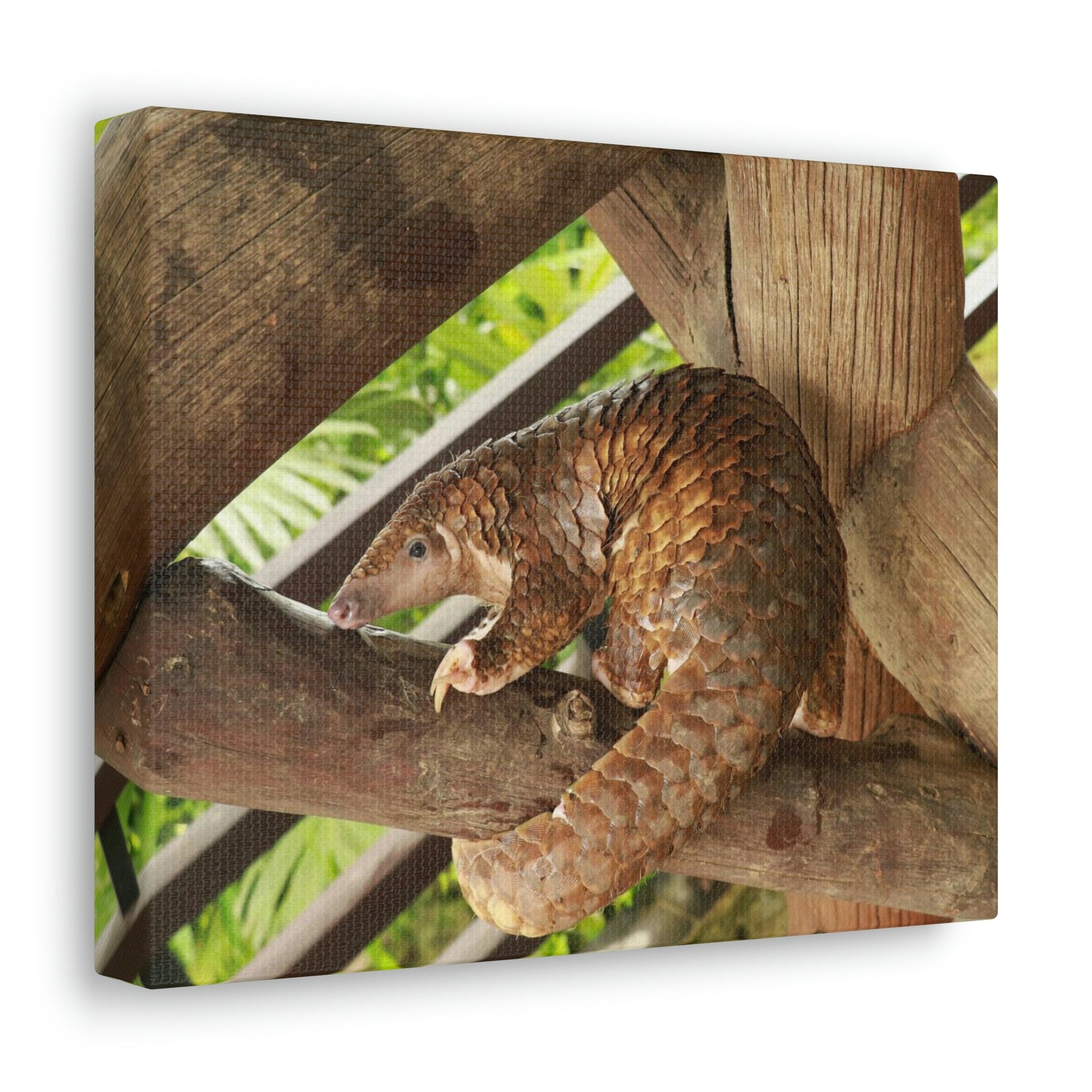 African Tree Pangolin Hanging On The Tree Staring African Tree Pangolin Outdoor Wall Art Ready To Hang Unframed-Express Your Love Gifts