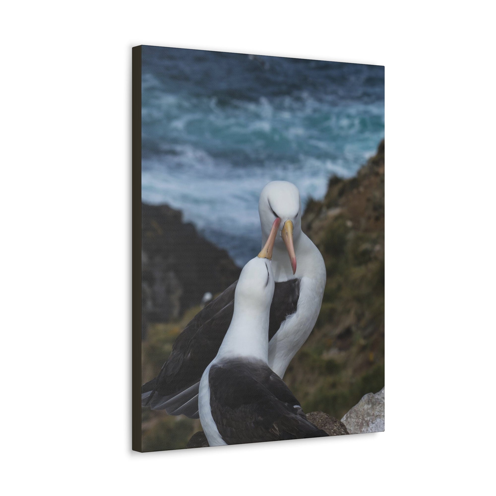 Albatross Couple Canvas Gallery Wraps Unframed-Express Your Love Gifts