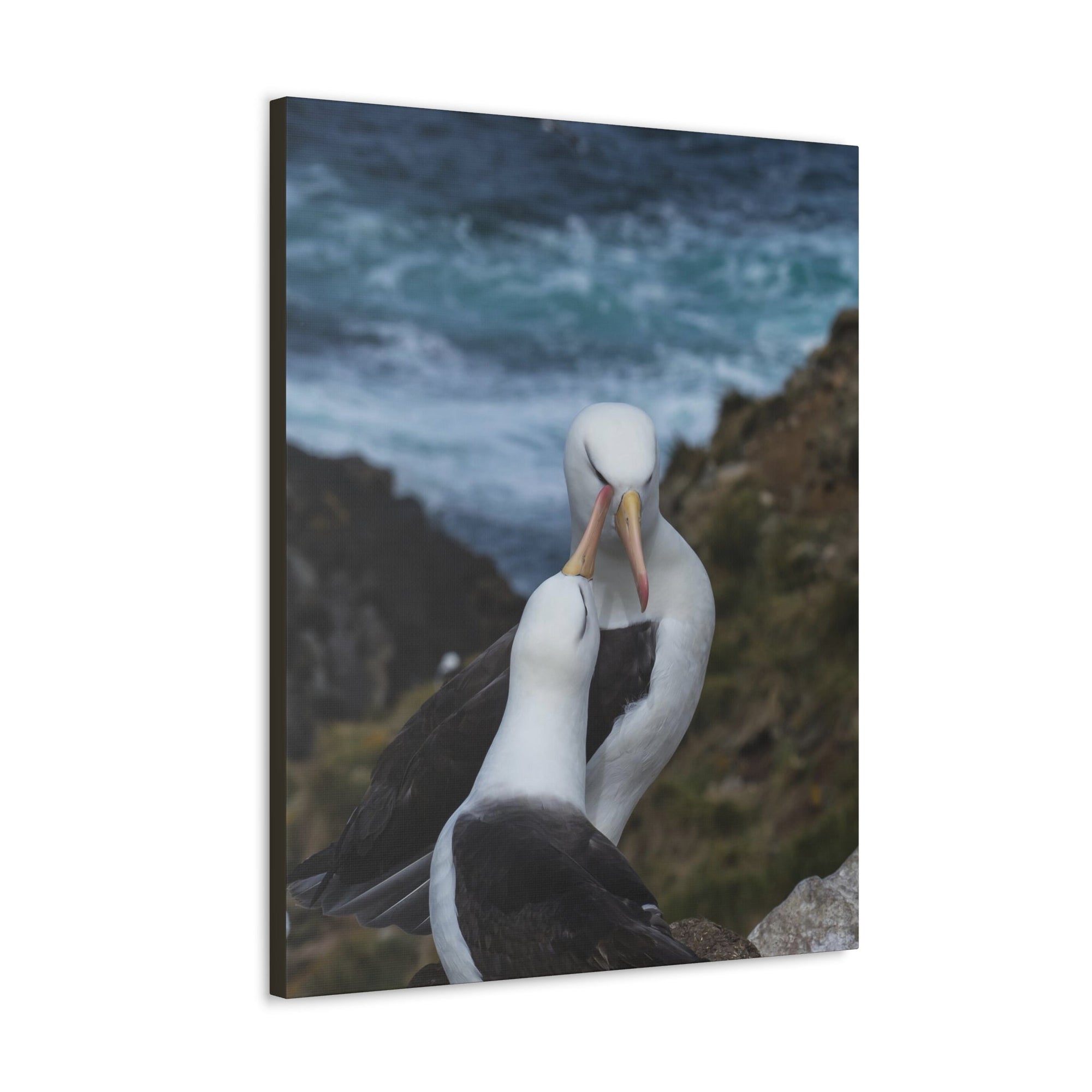 Albatross Couple Canvas Gallery Wraps Unframed-Express Your Love Gifts