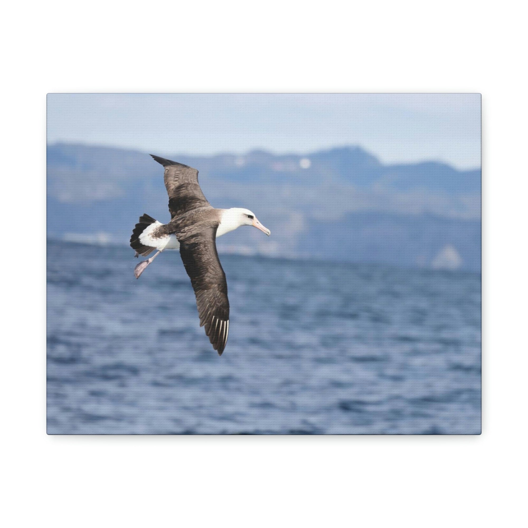 Scripture Walls Albatross Hunting Albatross on Hunt Print Animal Wall Art Wildlife Canvas Prints Wall Art Ready to Hang Unframed-Express Your Love Gifts