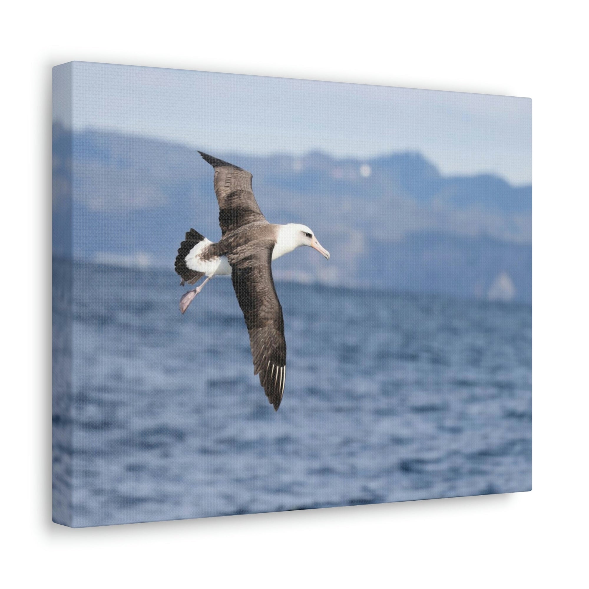 Scripture Walls Albatross Hunting Albatross on Hunt Print Animal Wall Art Wildlife Canvas Prints Wall Art Ready to Hang Unframed-Express Your Love Gifts