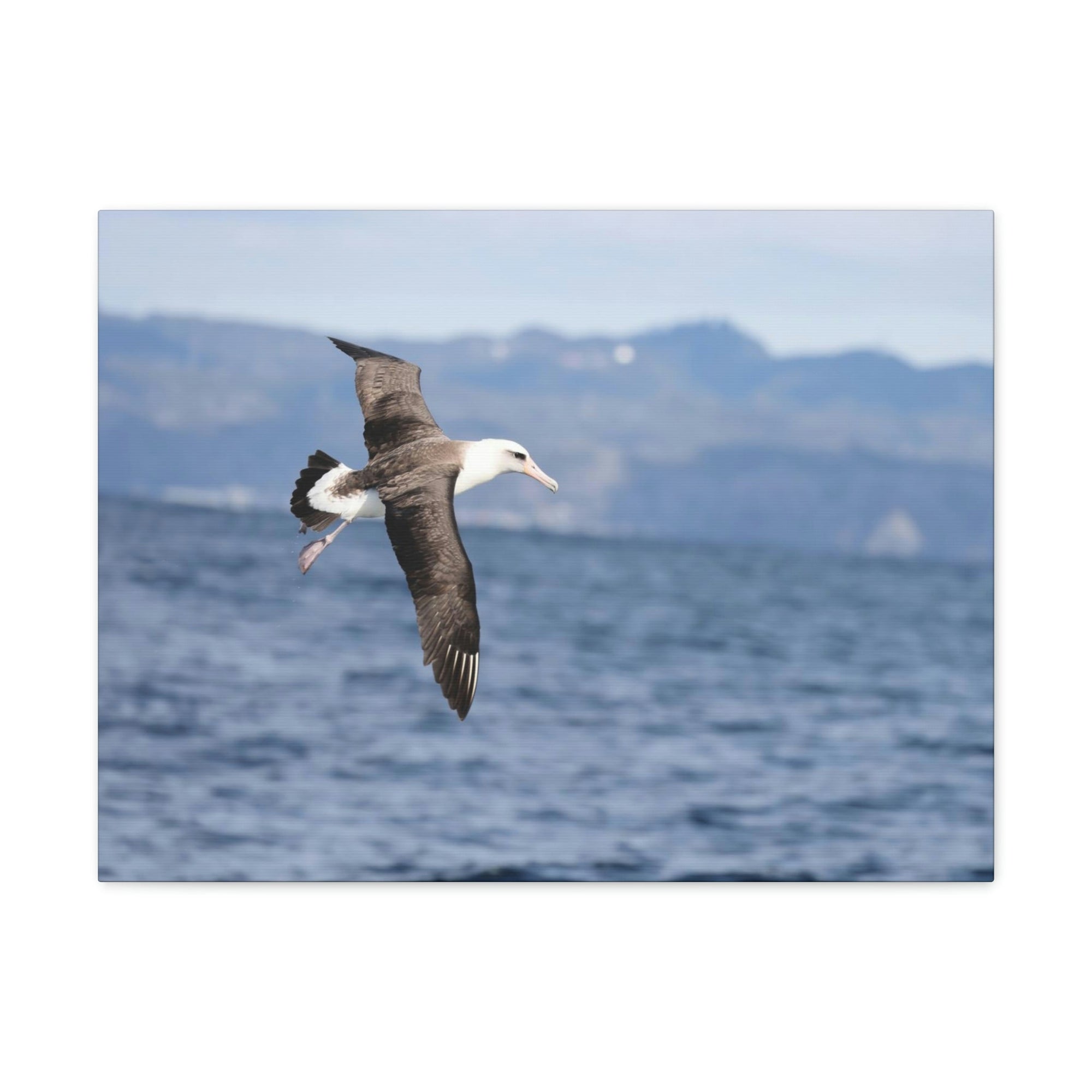 Scripture Walls Albatross Hunting Albatross on Hunt Print Animal Wall Art Wildlife Canvas Prints Wall Art Ready to Hang Unframed-Express Your Love Gifts