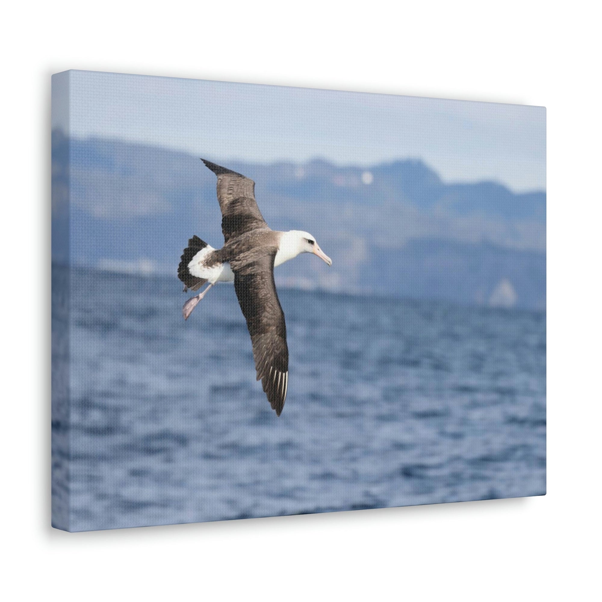 Scripture Walls Albatross Hunting Albatross on Hunt Print Animal Wall Art Wildlife Canvas Prints Wall Art Ready to Hang Unframed-Express Your Love Gifts