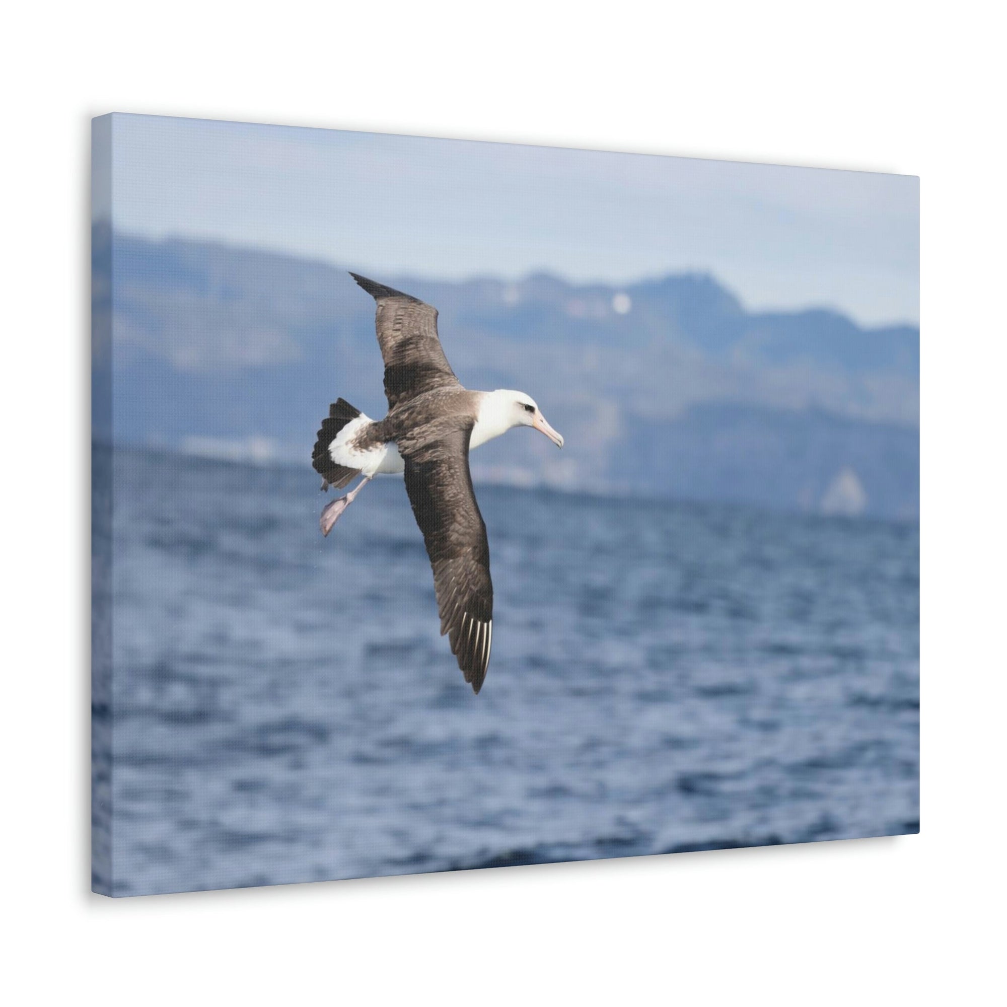 Scripture Walls Albatross Hunting Albatross on Hunt Print Animal Wall Art Wildlife Canvas Prints Wall Art Ready to Hang Unframed-Express Your Love Gifts