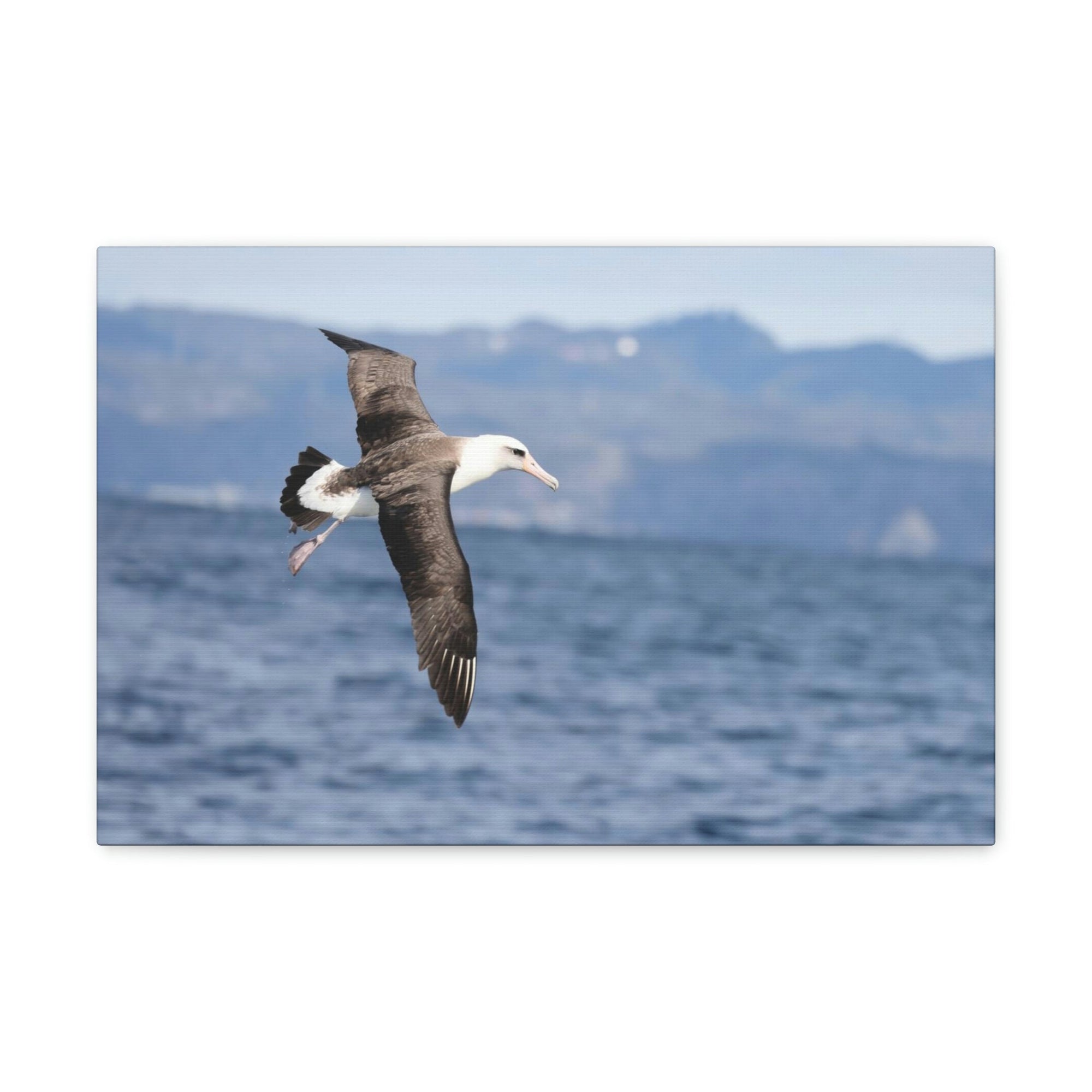 Scripture Walls Albatross Hunting Albatross on Hunt Print Animal Wall Art Wildlife Canvas Prints Wall Art Ready to Hang Unframed-Express Your Love Gifts