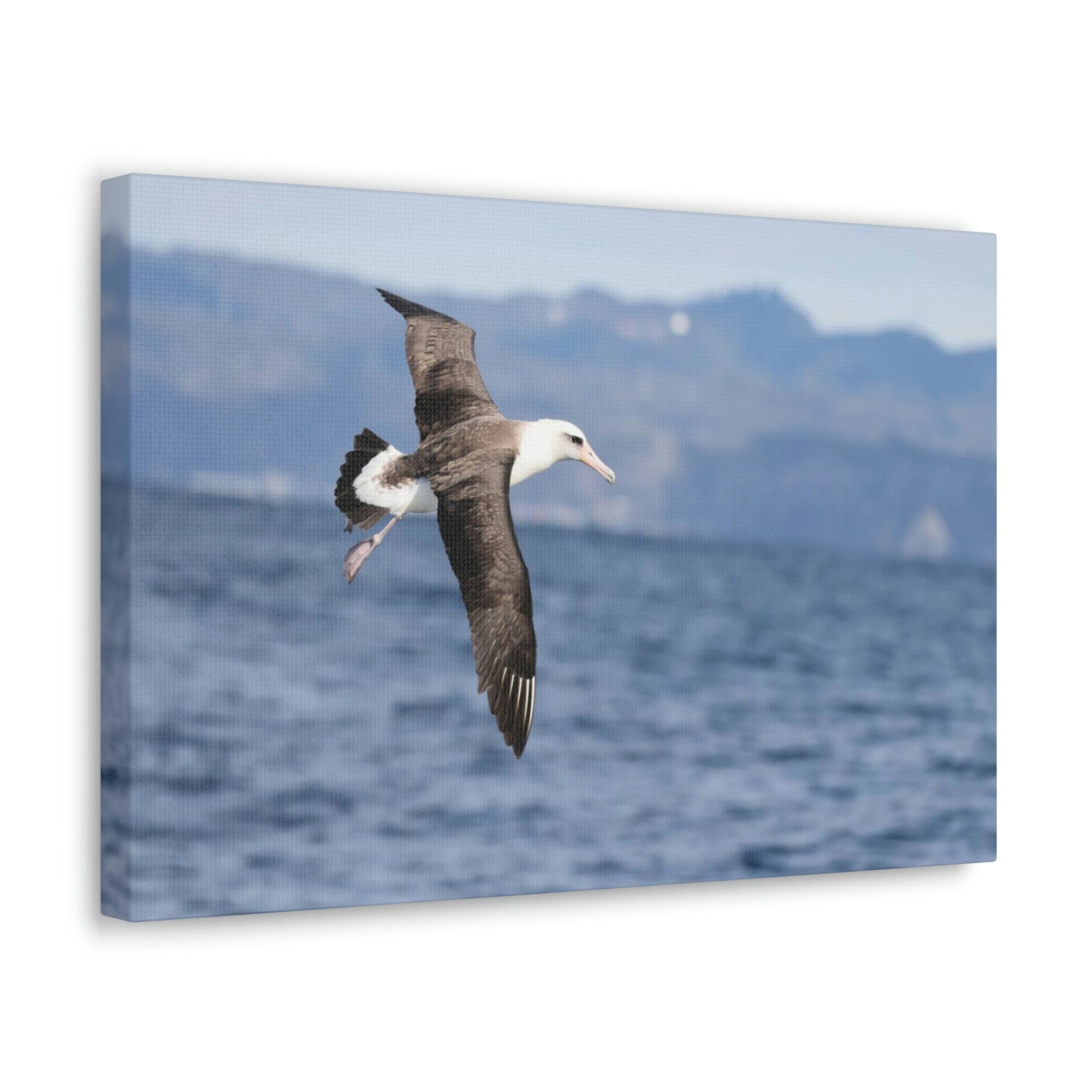 Scripture Walls Albatross Hunting Albatross on Hunt Print Animal Wall Art Wildlife Canvas Prints Wall Art Ready to Hang Unframed-Express Your Love Gifts