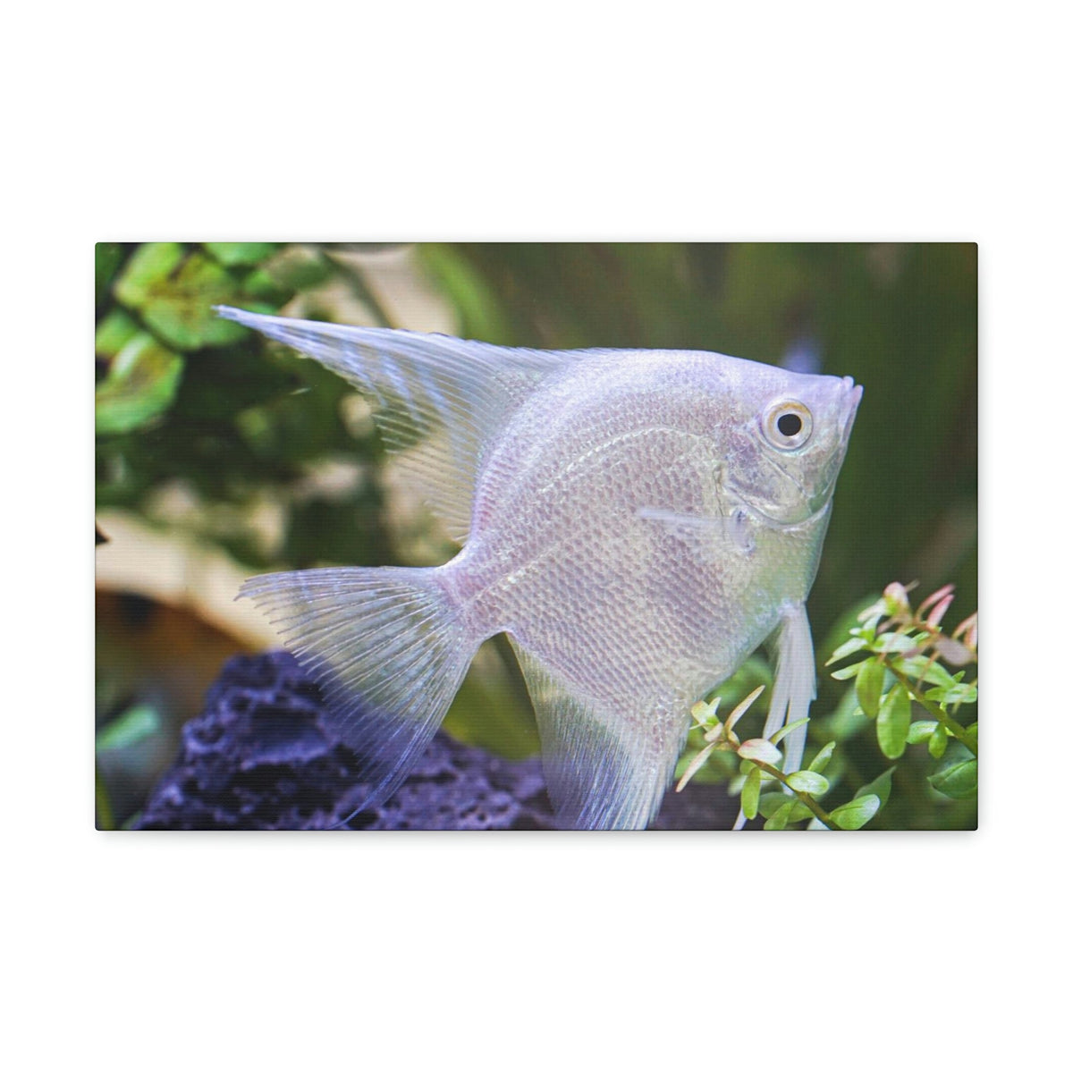 Albino Angel Fish Under the Sea Angel Fish Wall Art Ready To Hang Unframed-Express Your Love Gifts