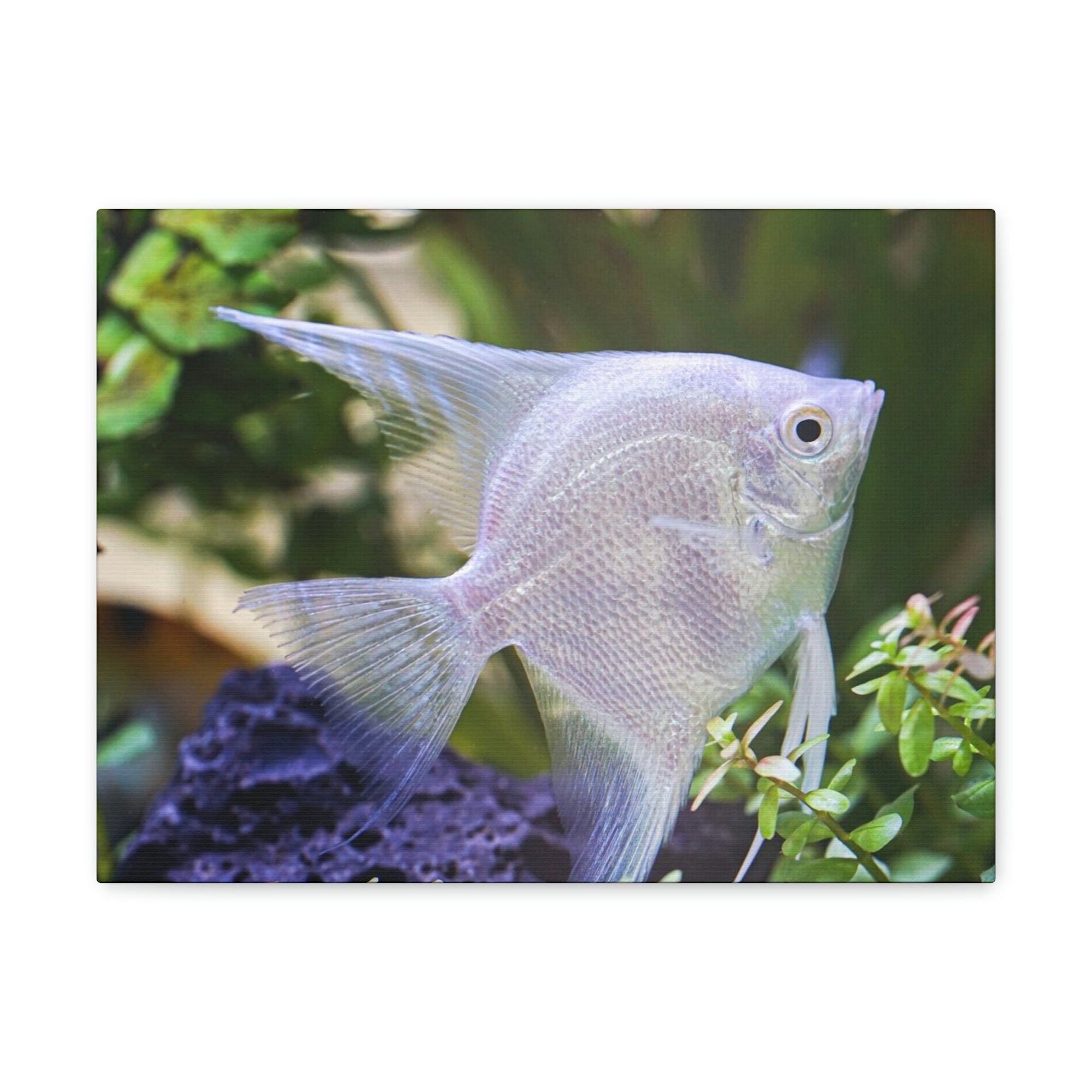 Albino Angel Fish Under the Sea Angel Fish Wall Art Ready To Hang Unframed-Express Your Love Gifts