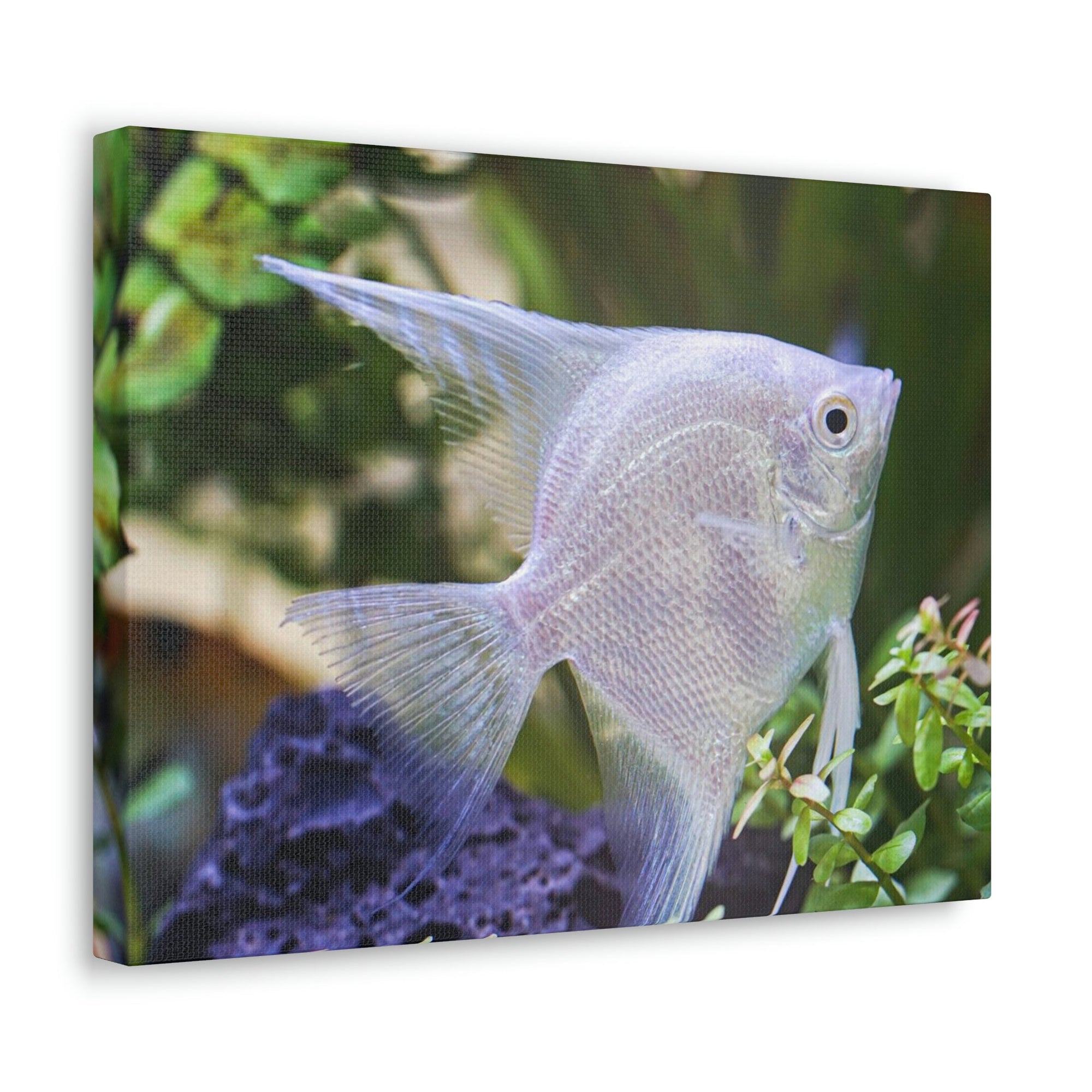 Albino Angel Fish Under the Sea Angel Fish Wall Art Ready To Hang Unframed-Express Your Love Gifts