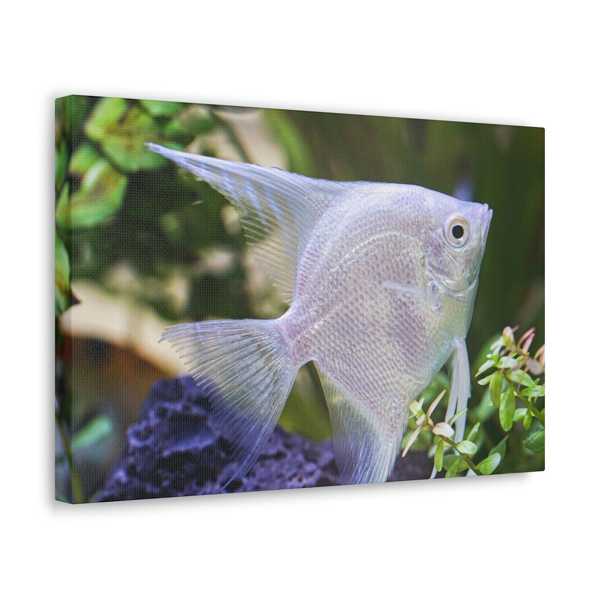 Albino Angel Fish Under the Sea Angel Fish Wall Art Ready To Hang Unframed-Express Your Love Gifts