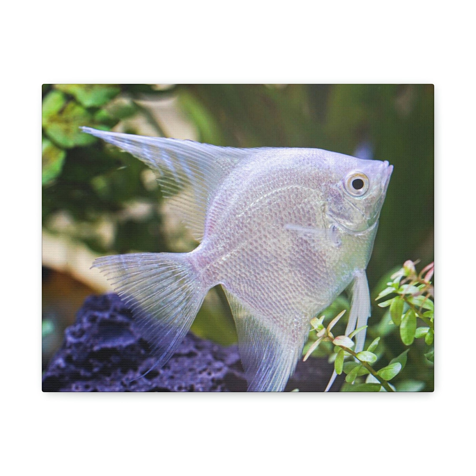 Albino Angel Fish Under the Sea Angel Fish Wall Art Ready To Hang Unframed-Express Your Love Gifts