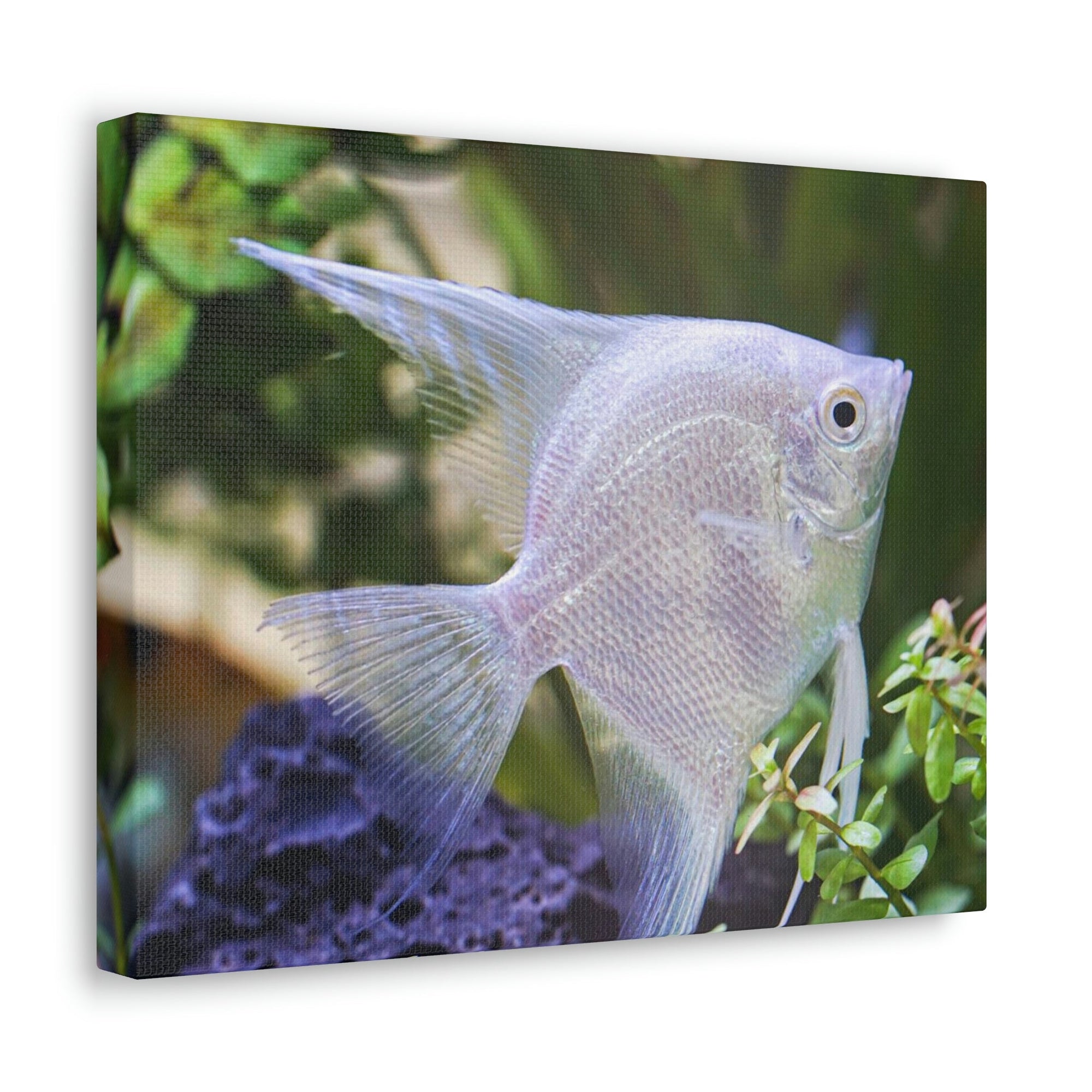 Albino Angel Fish Under the Sea Angel Fish Wall Art Ready To Hang Unframed-Express Your Love Gifts