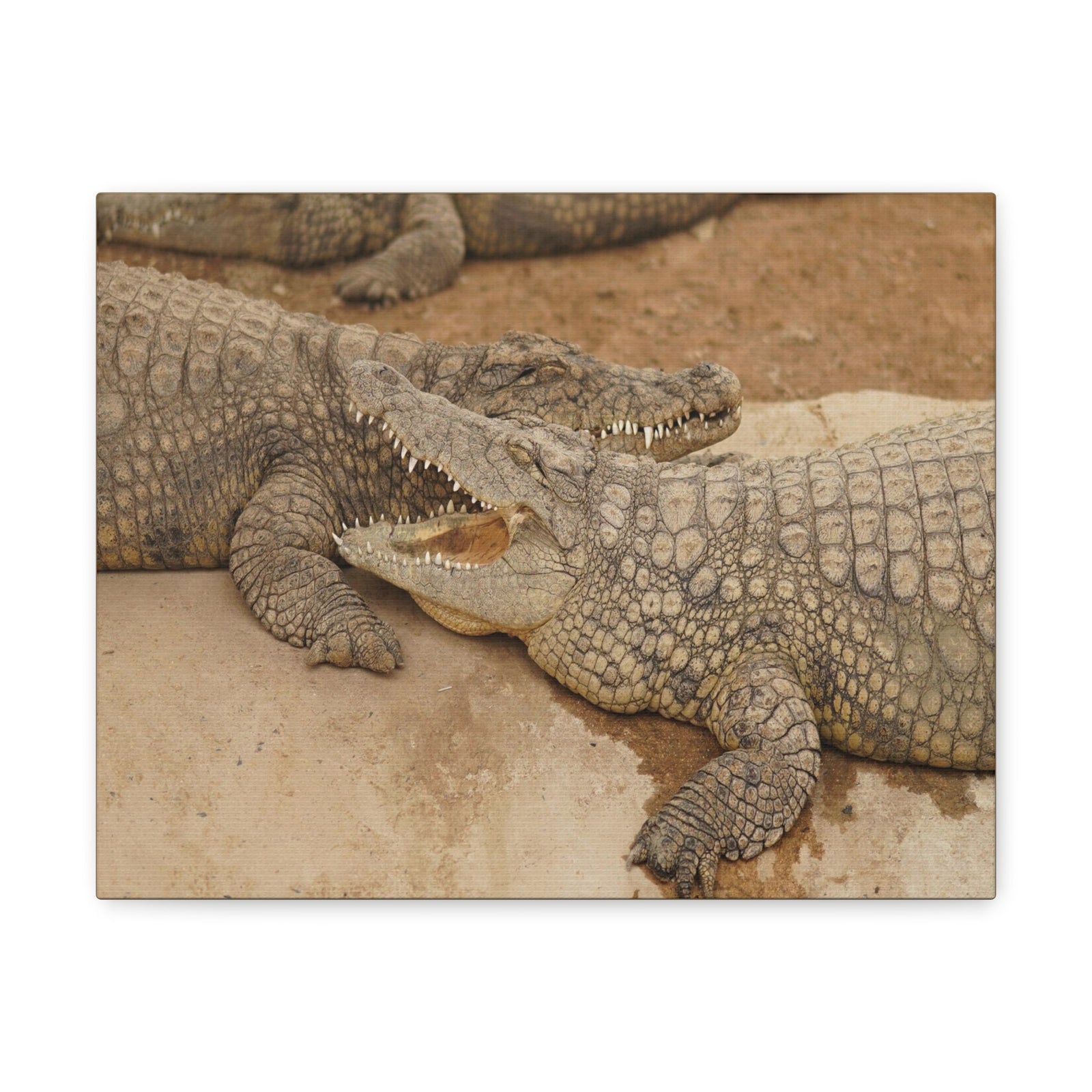 Alligator Couple Canvas Gallery Wraps Unframed-Express Your Love Gifts