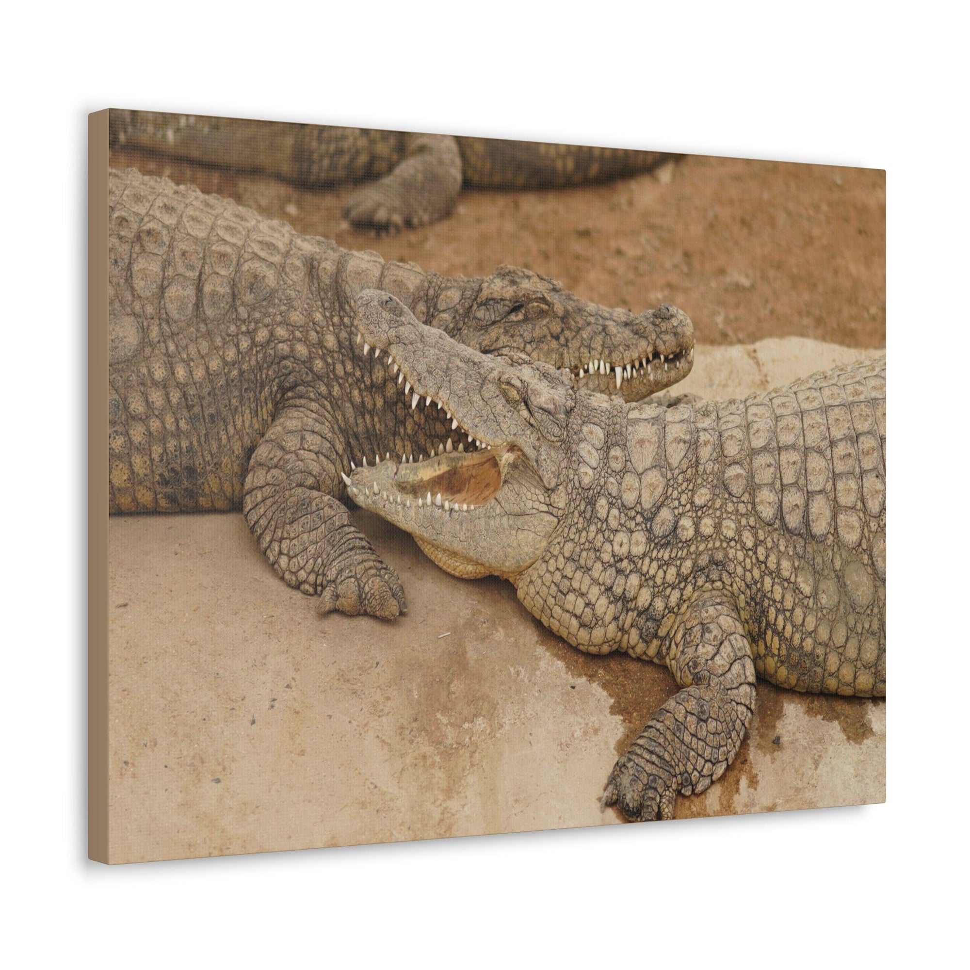 Alligator Couple Canvas Gallery Wraps Unframed-Express Your Love Gifts