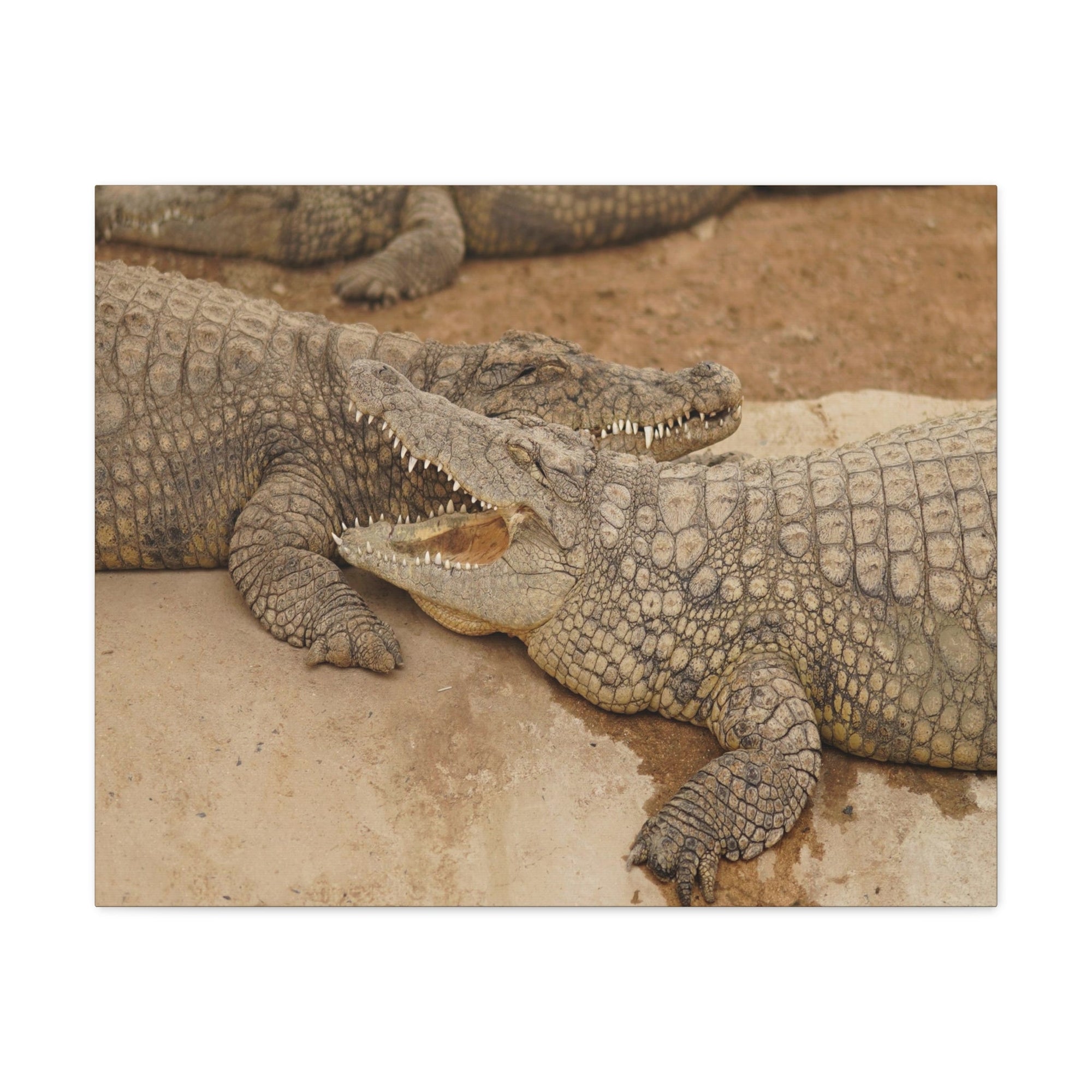 Alligator Couple Canvas Gallery Wraps Unframed-Express Your Love Gifts