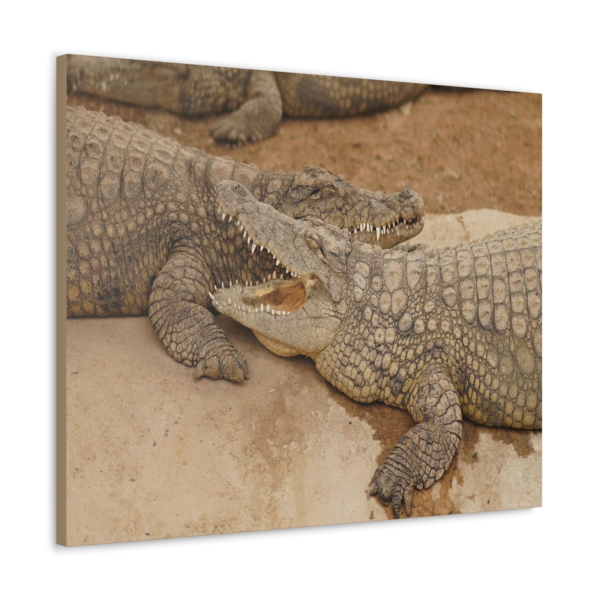 Alligator Couple Canvas Gallery Wraps Unframed-Express Your Love Gifts