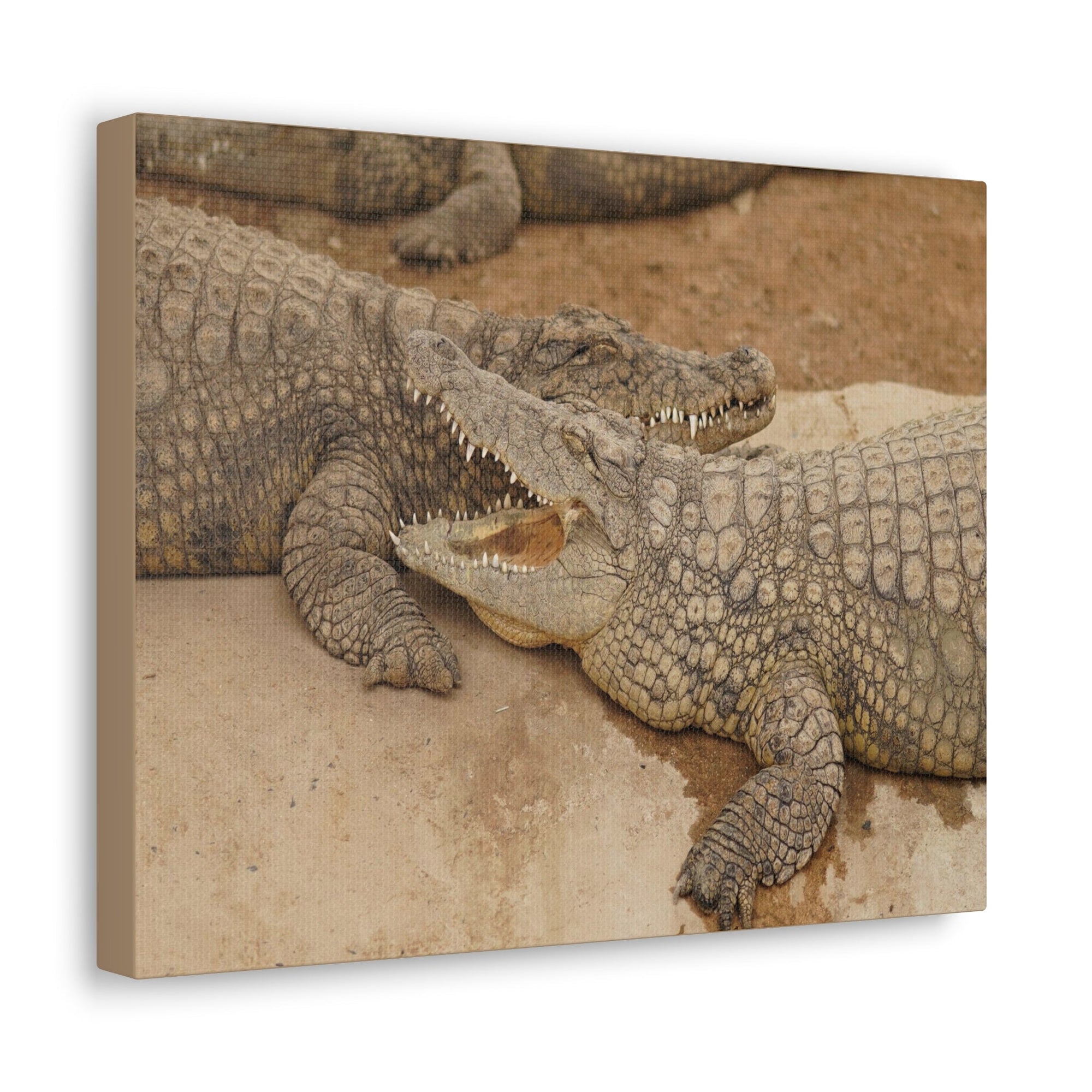 Alligator Couple Canvas Gallery Wraps Unframed-Express Your Love Gifts