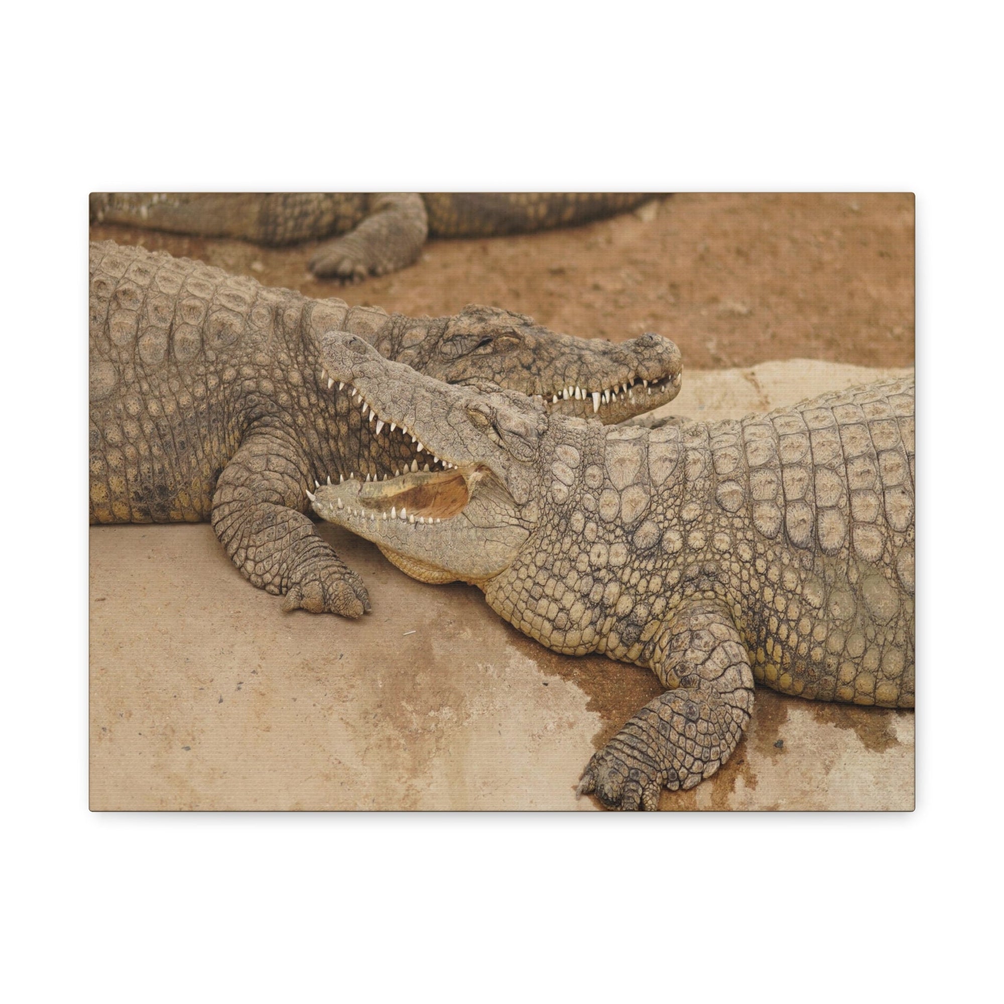 Alligator Couple Canvas Gallery Wraps Unframed-Express Your Love Gifts