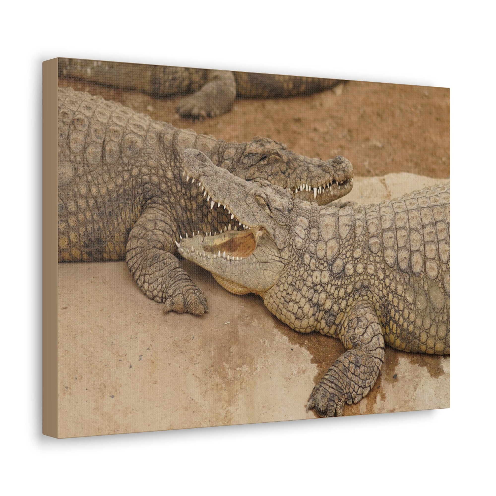 Alligator Couple Canvas Gallery Wraps Unframed-Express Your Love Gifts