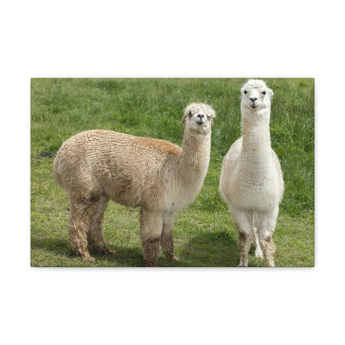 Scripture Walls Alpaca Couple Alpaca Troop Print Animal Wall Art Wildlife Canvas Prints Wall Art Ready to Hang Unframed-Express Your Love Gifts