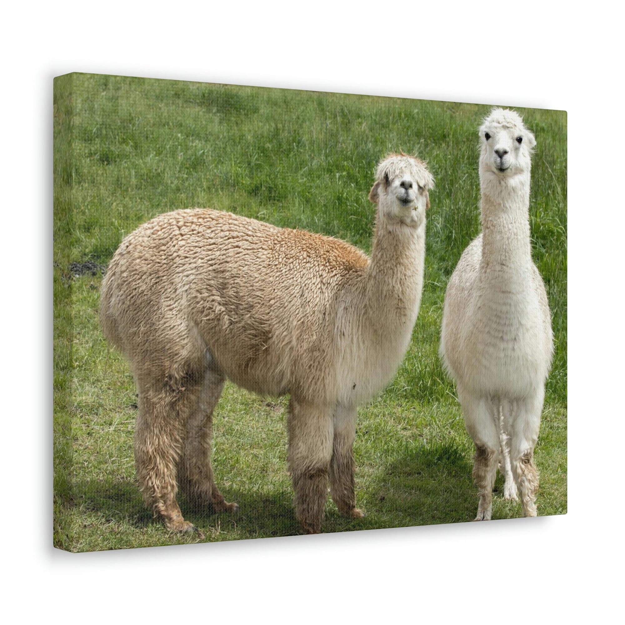 Scripture Walls Alpaca Couple Alpaca Troop Print Animal Wall Art Wildlife Canvas Prints Wall Art Ready to Hang Unframed-Express Your Love Gifts