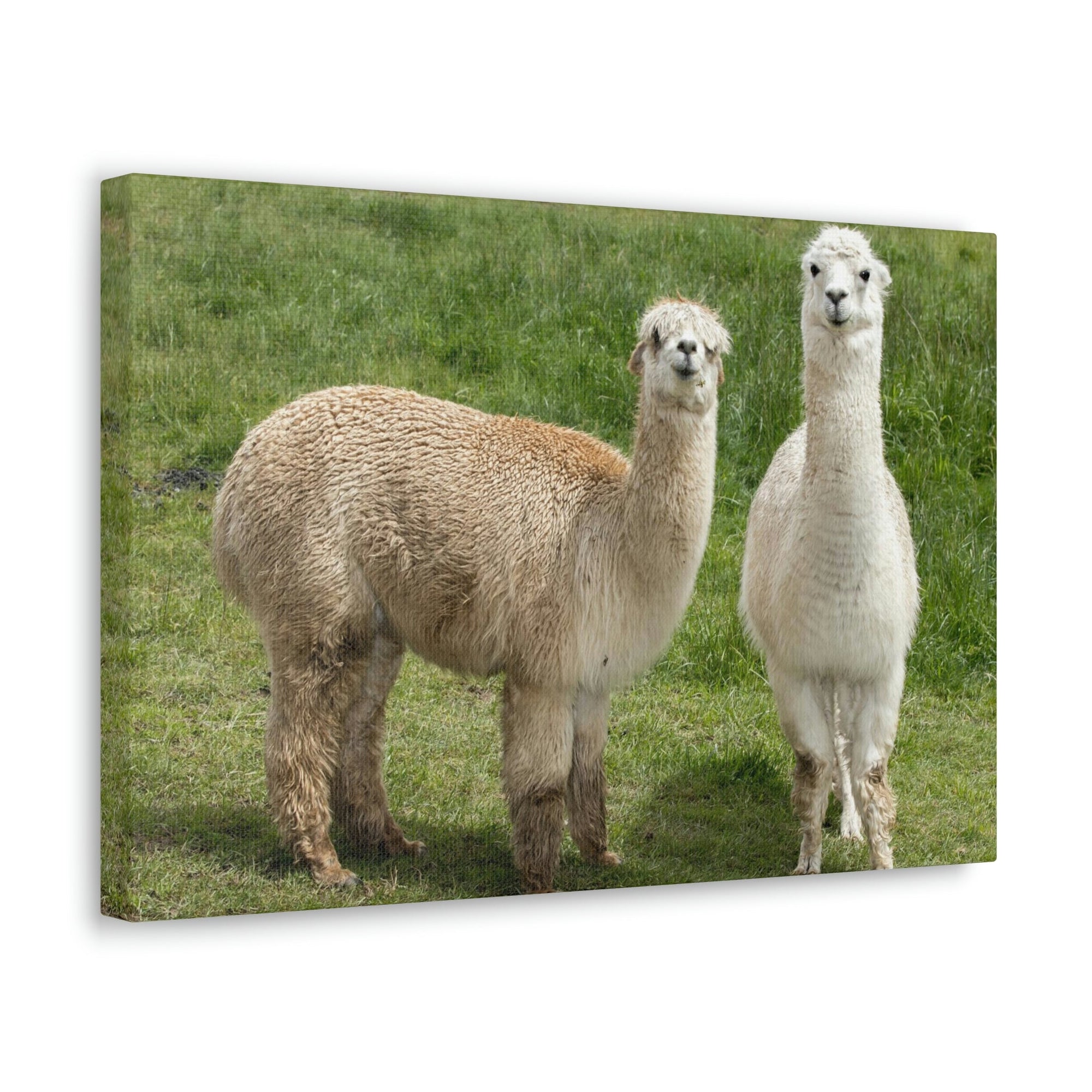 Scripture Walls Alpaca Couple Alpaca Troop Print Animal Wall Art Wildlife Canvas Prints Wall Art Ready to Hang Unframed-Express Your Love Gifts