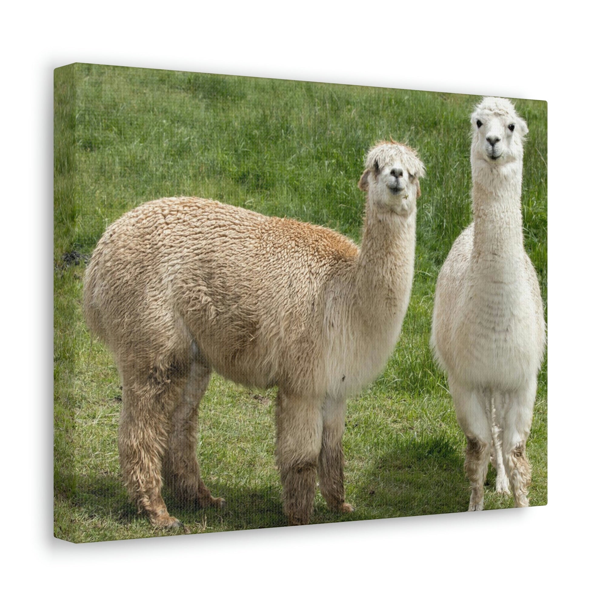 Scripture Walls Alpaca Couple Alpaca Troop Print Animal Wall Art Wildlife Canvas Prints Wall Art Ready to Hang Unframed-Express Your Love Gifts