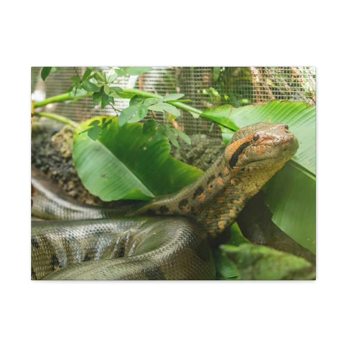 Anaconda Close Up Look Scary Anaconda Outside Wall Art Ready To Hang Unframed-Express Your Love Gifts