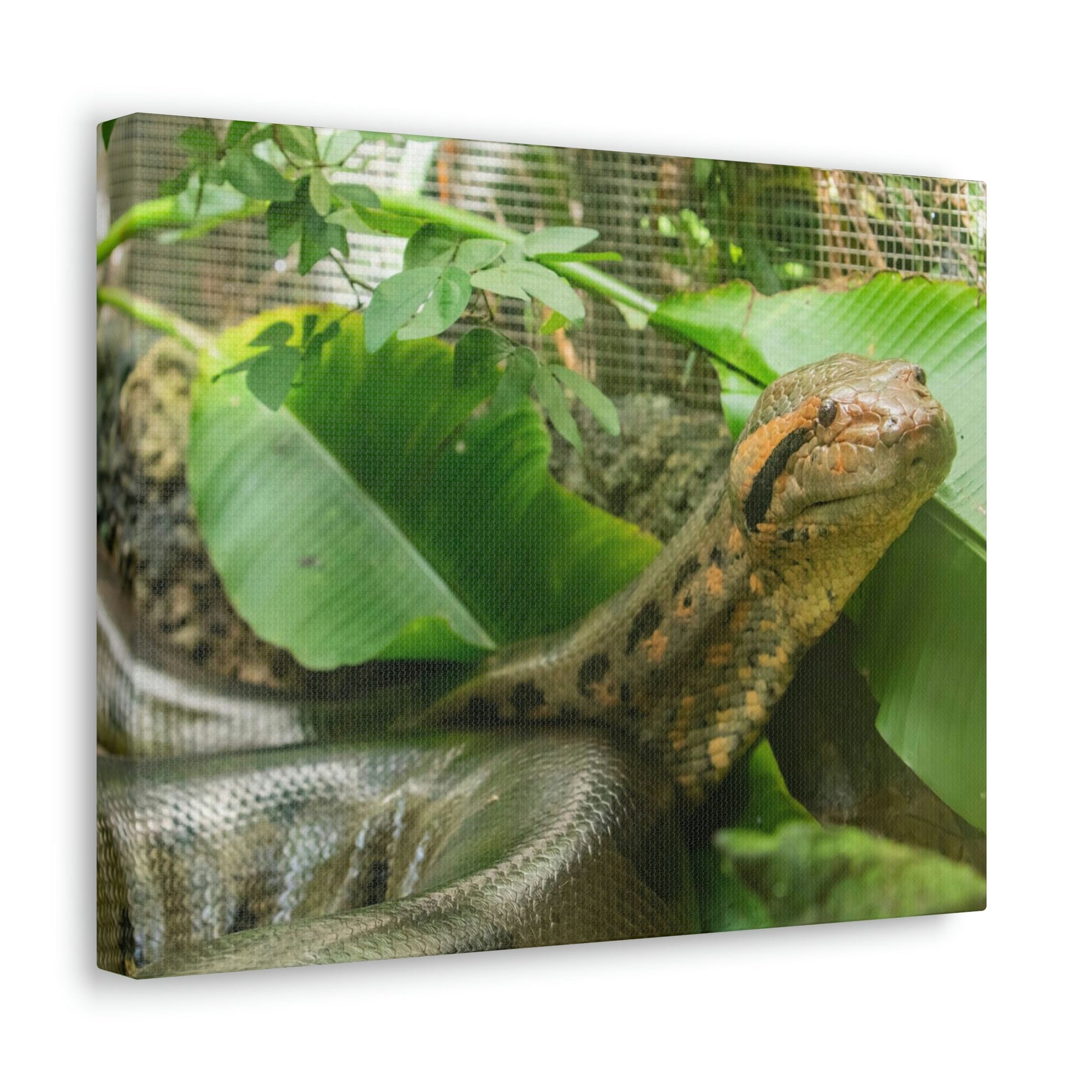 Anaconda Close Up Look Scary Anaconda Outside Wall Art Ready To Hang Unframed-Express Your Love Gifts