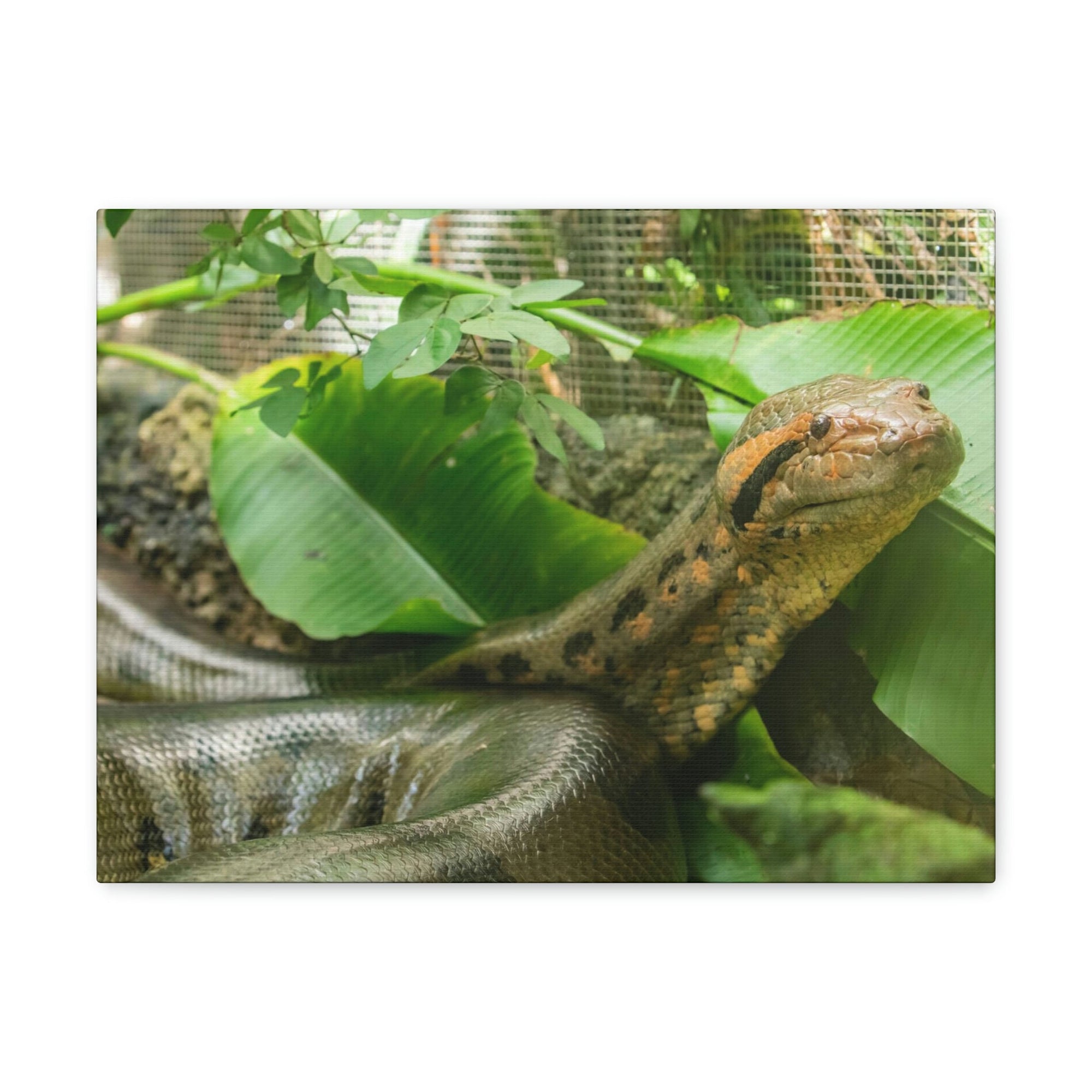 Anaconda Close Up Look Scary Anaconda Outside Wall Art Ready To Hang Unframed-Express Your Love Gifts