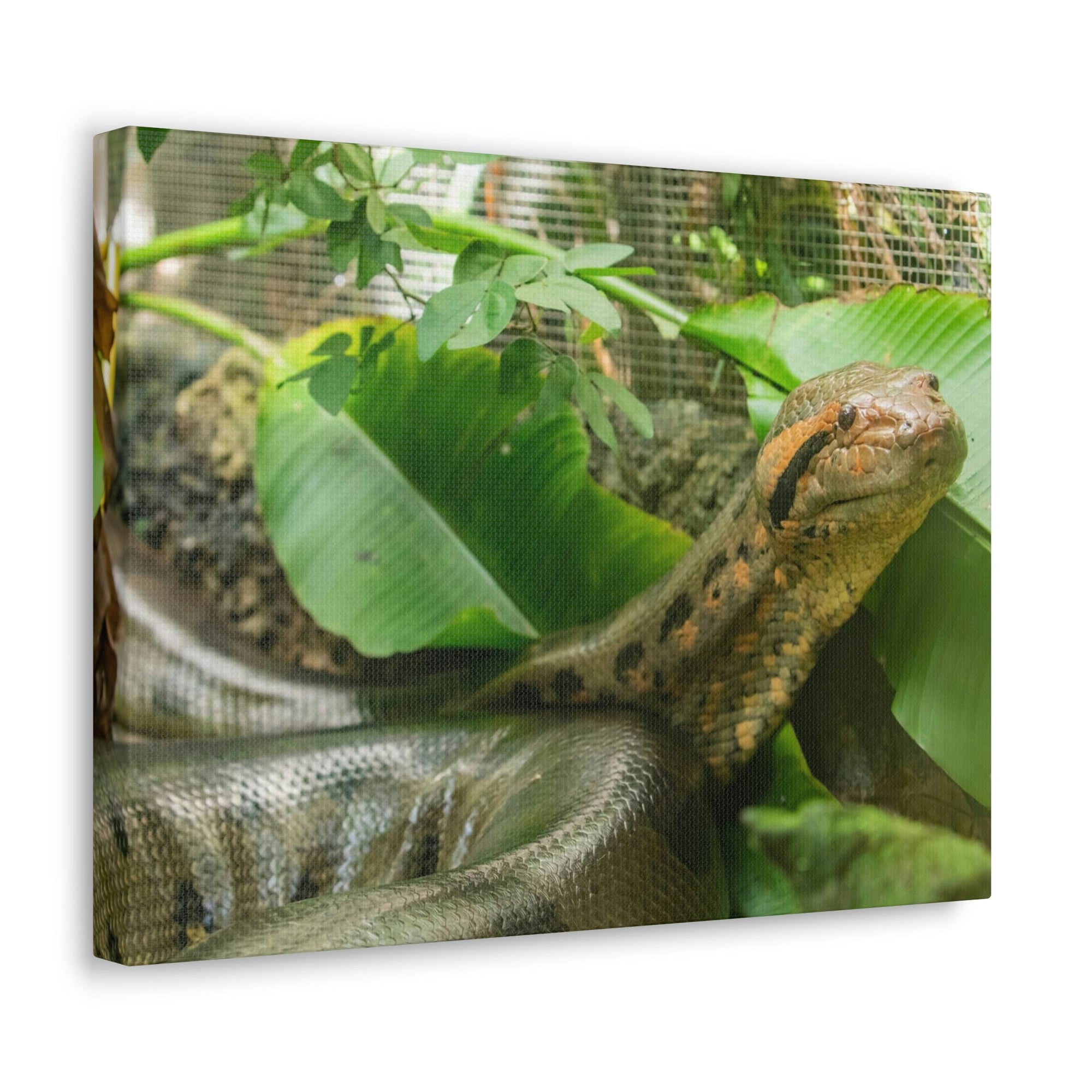 Anaconda Close Up Look Scary Anaconda Outside Wall Art Ready To Hang Unframed-Express Your Love Gifts