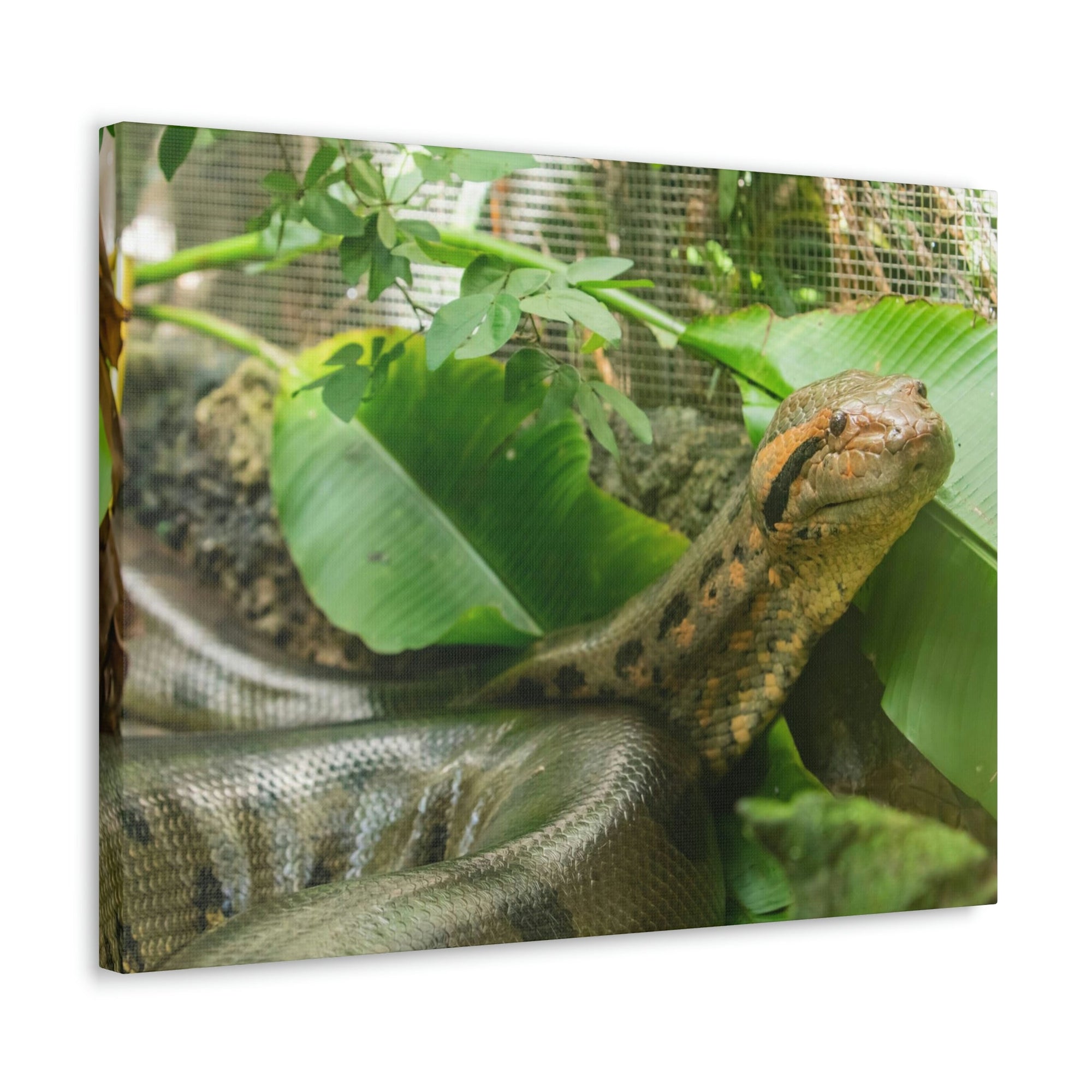 Anaconda Close Up Look Scary Anaconda Outside Wall Art Ready To Hang Unframed-Express Your Love Gifts