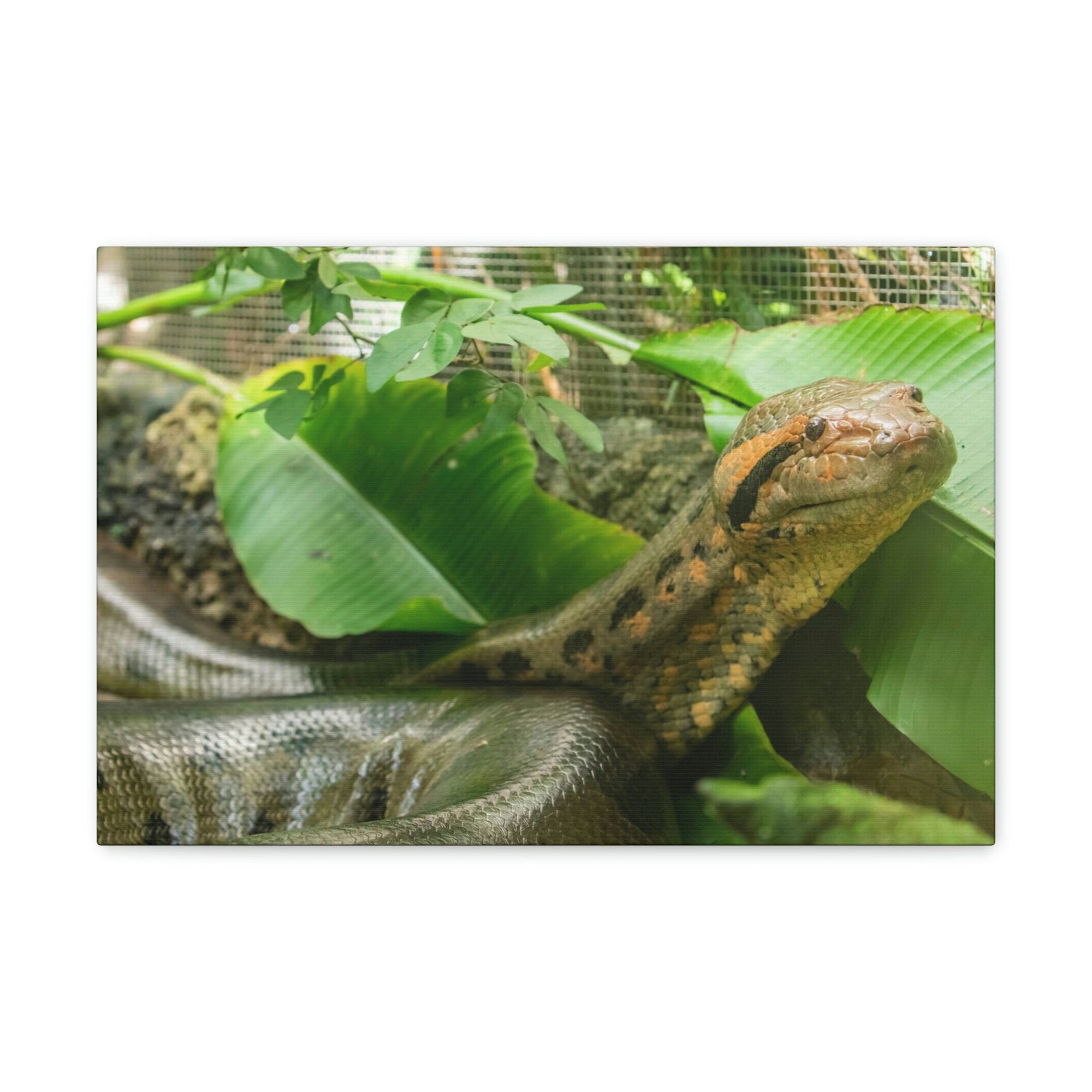 Anaconda Close Up Look Scary Anaconda Outside Wall Art Ready To Hang Unframed-Express Your Love Gifts