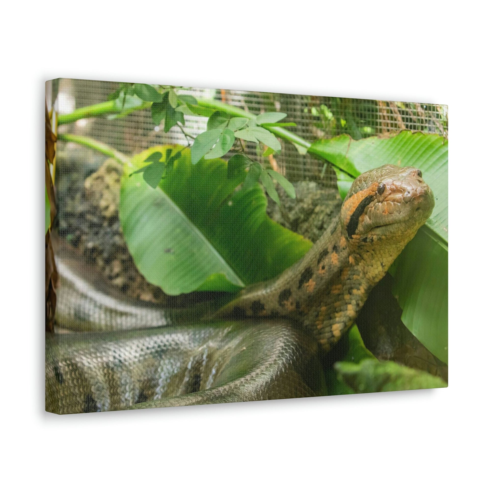 Anaconda Close Up Look Scary Anaconda Outside Wall Art Ready To Hang Unframed-Express Your Love Gifts