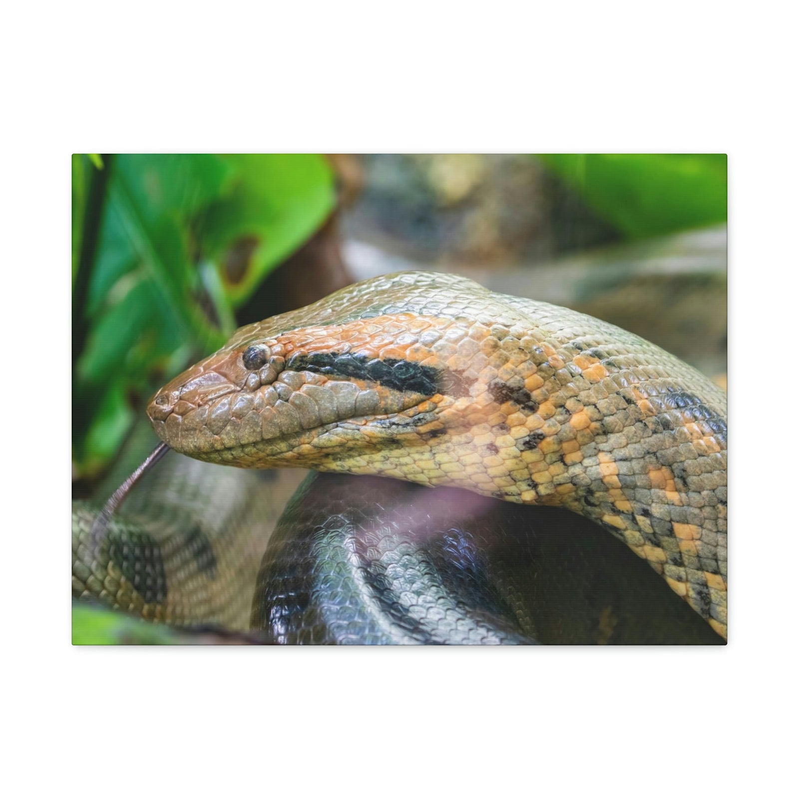 Anaconda Front Side View Anaconda Dangerous Outside Wall Art Ready To Hang Unframed-Express Your Love Gifts