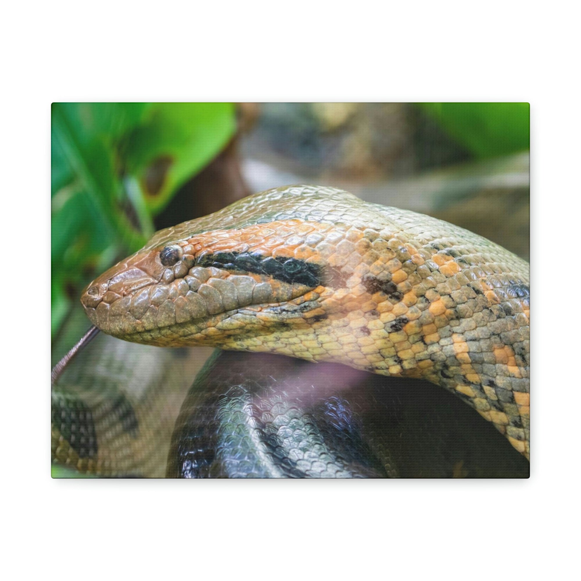 Anaconda Front Side View Anaconda Dangerous Outside Wall Art Ready To Hang Unframed-Express Your Love Gifts