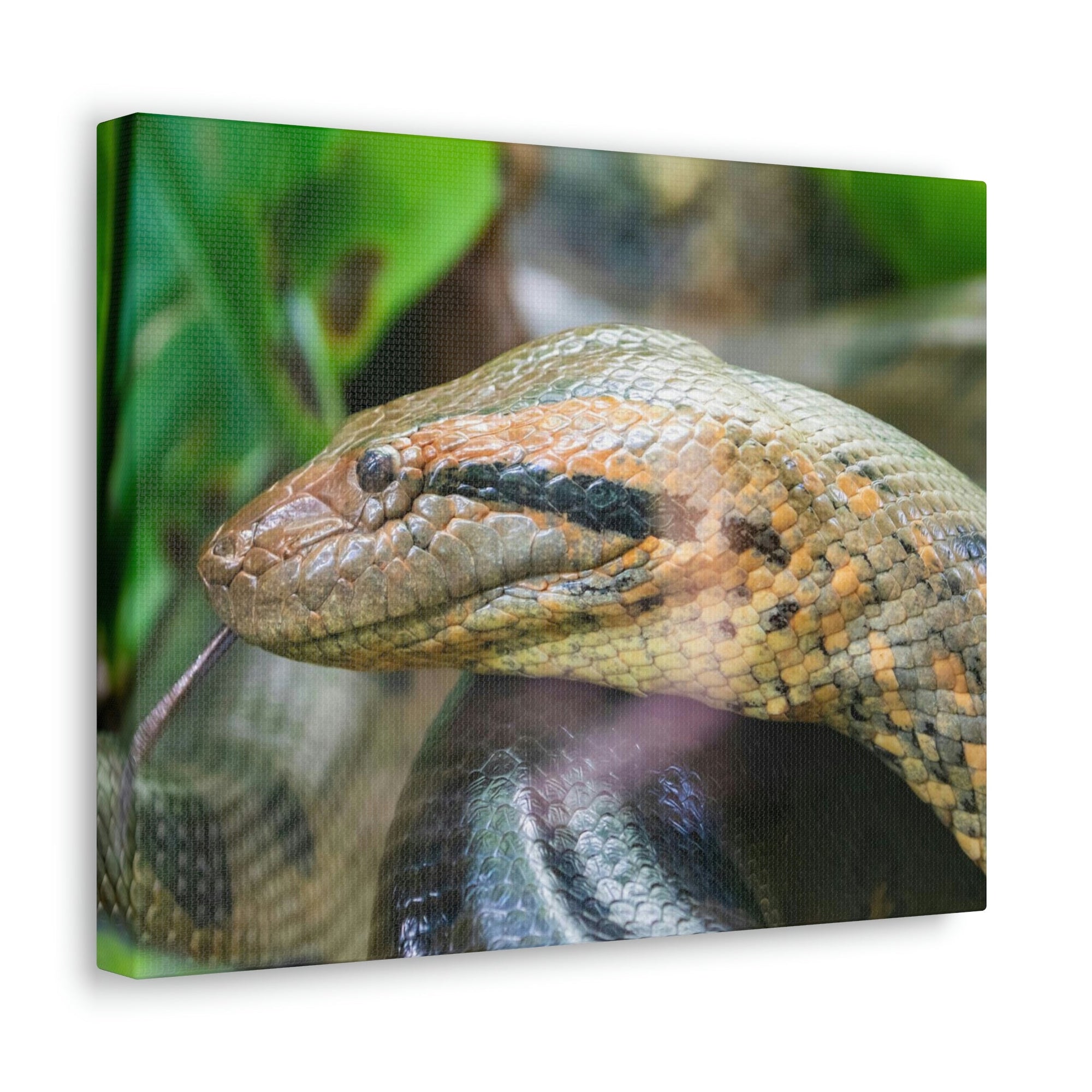 Anaconda Front Side View Anaconda Dangerous Outside Wall Art Ready To Hang Unframed-Express Your Love Gifts