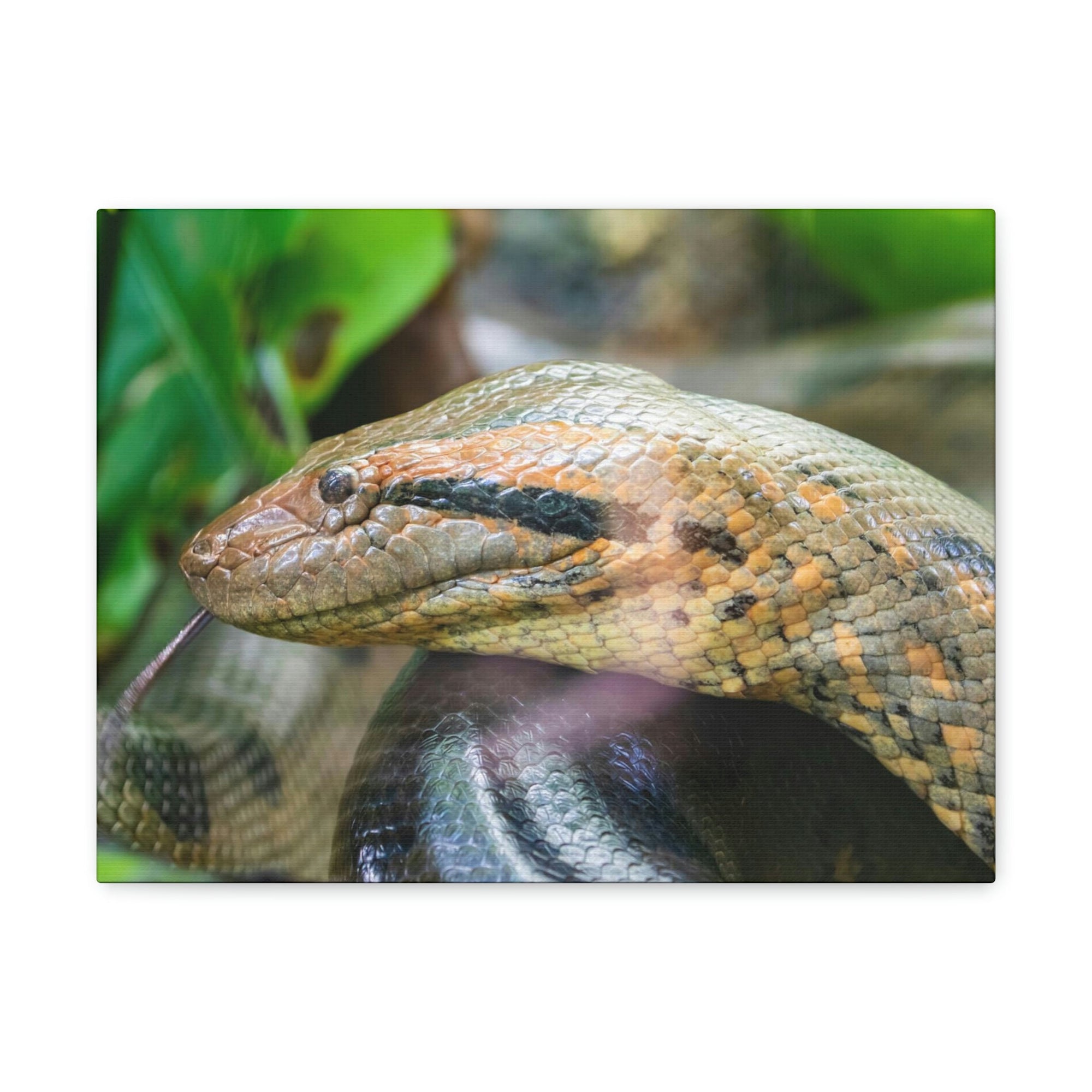 Anaconda Front Side View Anaconda Dangerous Outside Wall Art Ready To Hang Unframed-Express Your Love Gifts