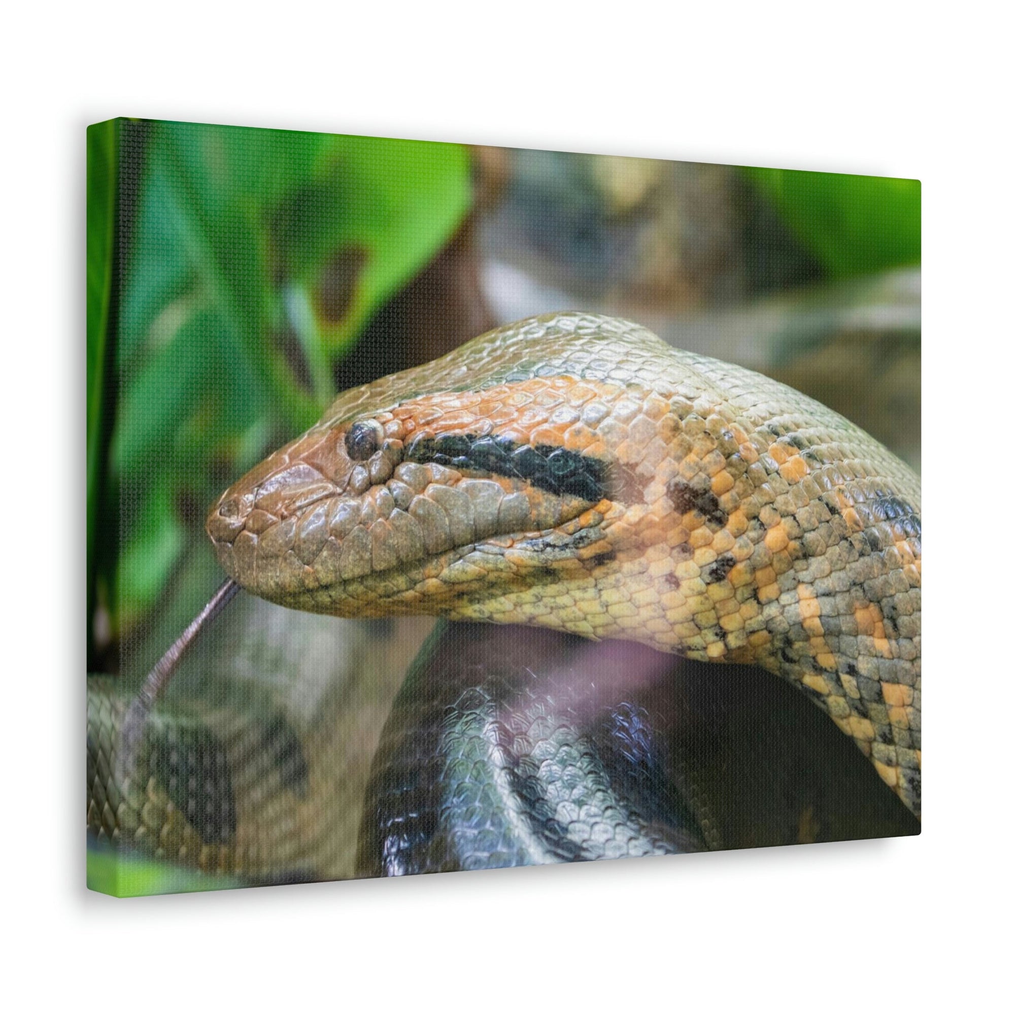 Anaconda Front Side View Anaconda Dangerous Outside Wall Art Ready To Hang Unframed-Express Your Love Gifts