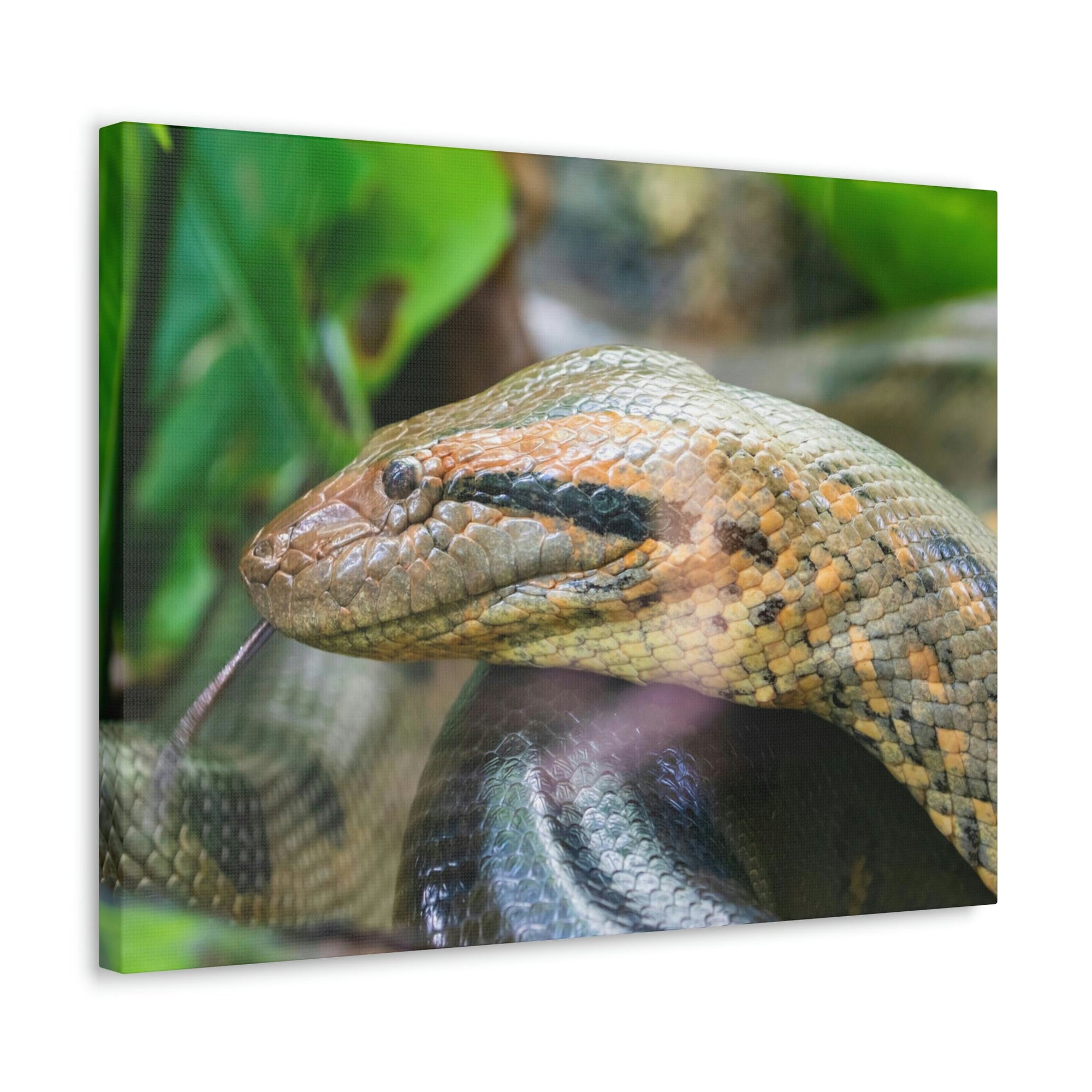 Anaconda Front Side View Anaconda Dangerous Outside Wall Art Ready To Hang Unframed-Express Your Love Gifts