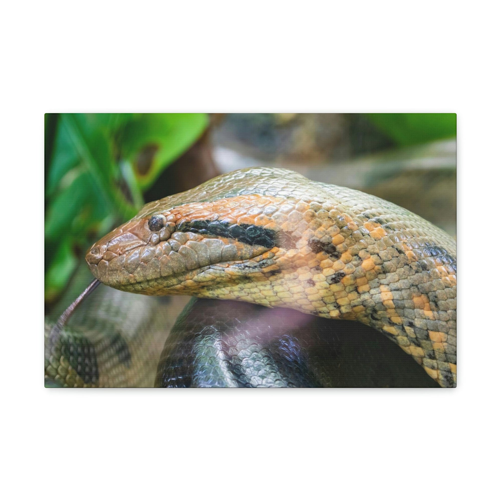 Anaconda Front Side View Anaconda Dangerous Outside Wall Art Ready To Hang Unframed-Express Your Love Gifts