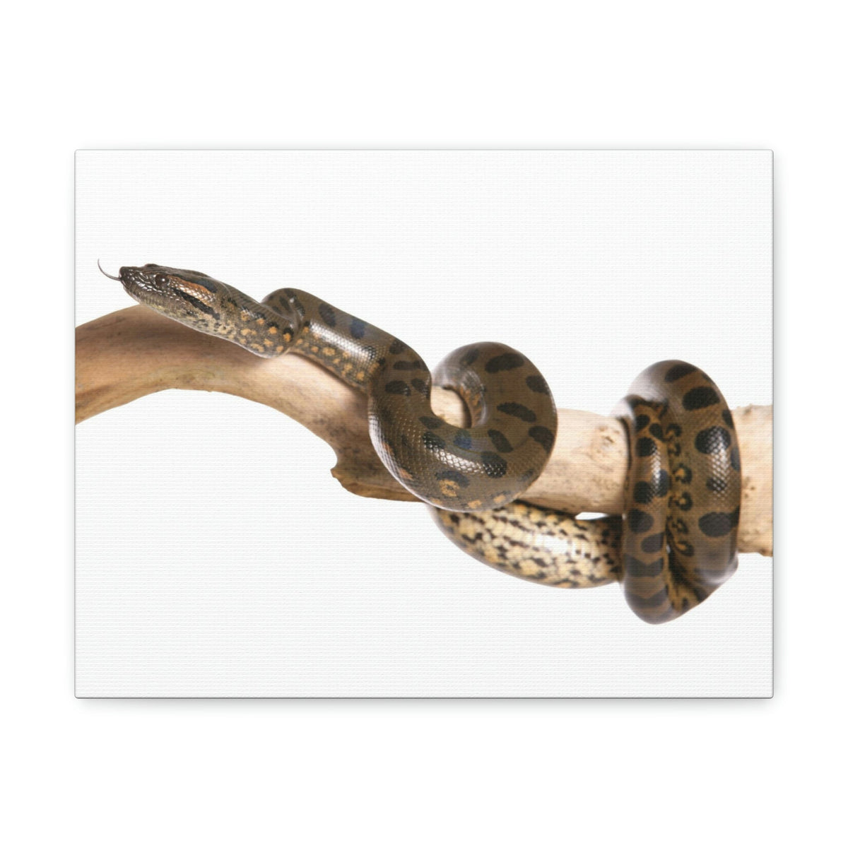 Scripture Walls Anaconda Hunting Anaconda on Hunt Print Animal Wall Art Wildlife Canvas Prints Wall Art Ready to Hang Unframed-Express Your Love Gifts