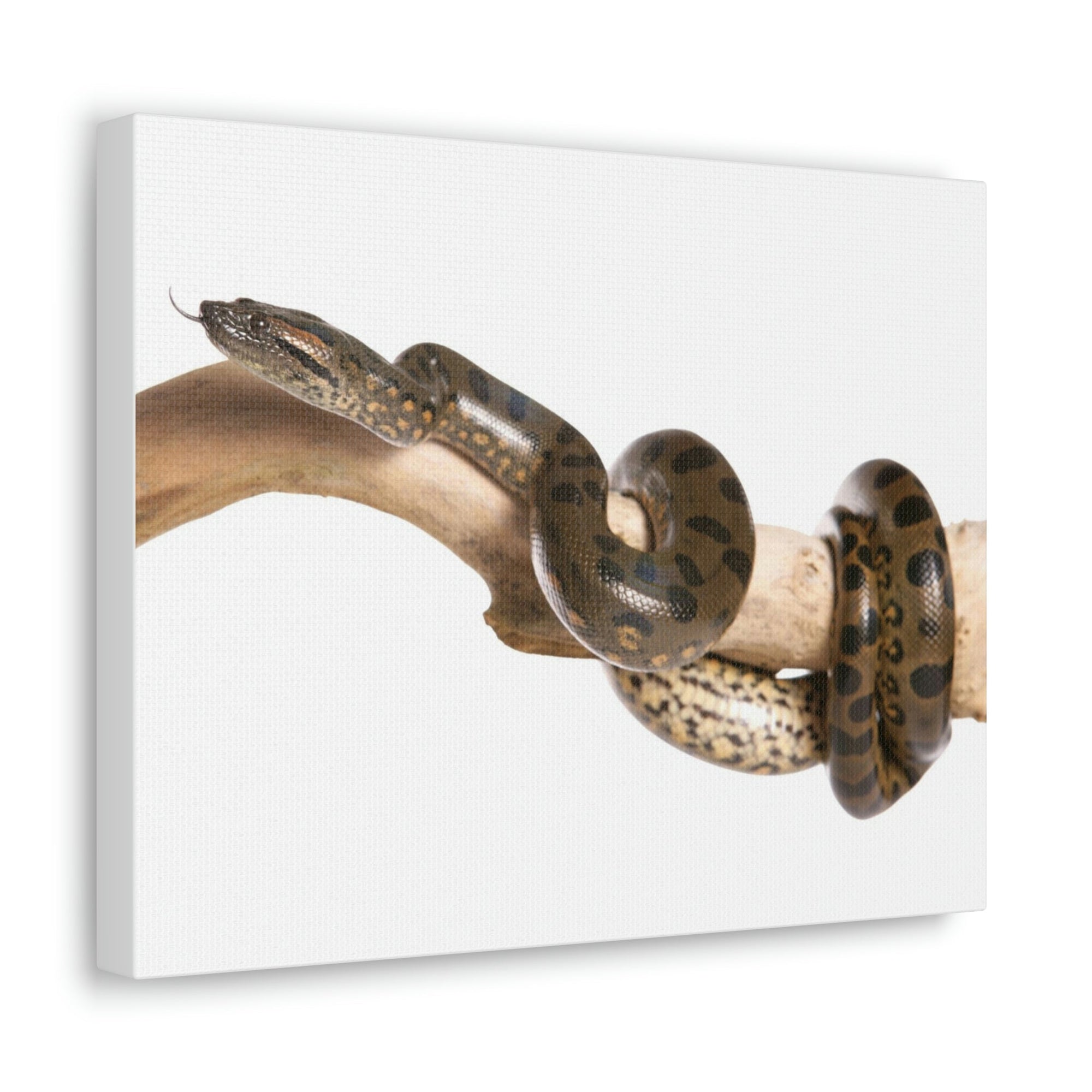 Scripture Walls Anaconda Hunting Anaconda on Hunt Print Animal Wall Art Wildlife Canvas Prints Wall Art Ready to Hang Unframed-Express Your Love Gifts