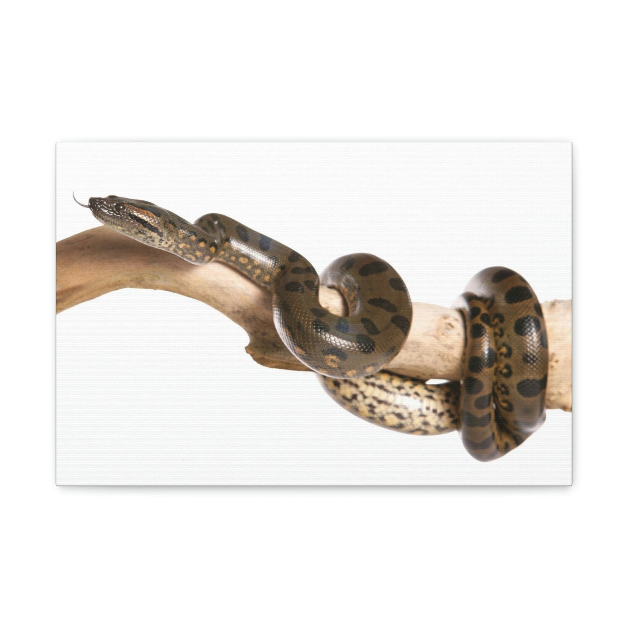 Scripture Walls Anaconda Hunting Anaconda on Hunt Print Animal Wall Art Wildlife Canvas Prints Wall Art Ready to Hang Unframed-Express Your Love Gifts